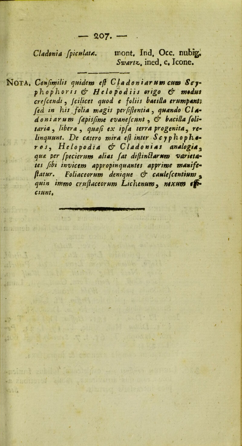 . — <2,07. — • Cladonia fpiculata. irsont, Ind, Occ. nubig. Swartz*, ined, c4 Icone* NOTA* Confimilis quidem eft Cladon iarum cum Scy- pho ph ori s & Helo pod iis origo & modus crefcendt, jcilicet quod c foliis batilla erumpant fed in his folia magis per/iflentia, quando Cl Si- doni arum fapisjimc evanefcunt , & bacilla foti- taria , libera , quafi ex ipfa terra progenita, re- linquunt. De cdttero mira efl inter Scyphopha- ros5 He lo podia & C ladoni as analogia 3 qua per fpecierum alias fat dtftinttarum varieta- tes fibi invicem appropinquantes apprime manife- [latur. Foliaceorum denique & caulefcentium a quin immo cruftaceorum Lichenum 9 nexum effi- ciunt.