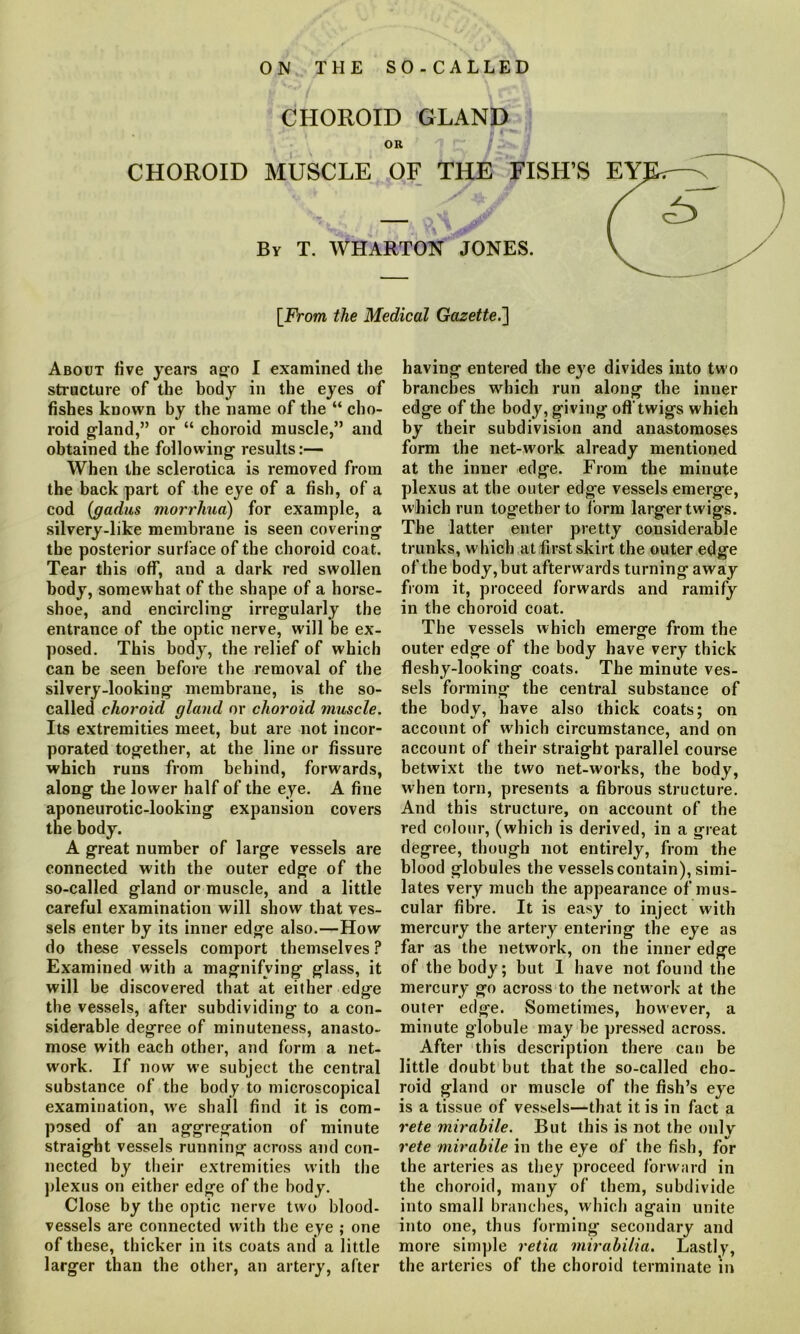 ON THE SO-CALLED CHOROID GLAND OR CHOROID MUSCLE OF THE FISH’S EY _ Y <t> By T. WHARTON JONES. \ [From the Medical Gazette.] About five years ago I examined the structure of the body in the eyes of fishes known by the name of the “ cho- roid gland,” or “ choroid muscle,” and obtained the following results:— When the sclerotica is removed from the back part of the eye of a fish, of a cod (gadus morrhua) for example, a silvery-like membrane is seen covering the posterior surface of the choroid coat. Tear this off, and a dark red swollen body, somewhat of the shape of a horse- shoe, and encircling irregularly the entrance of the optic nerve, will be ex- posed. This body, the relief of which can be seen before the removal of the silvery-looking membrane, is the so- called choroid gland or choroid muscle. Its extremities meet, but are not incor- porated together, at the line or fissure which runs from behind, forwards, along the lower half of the eye. A fine aponeurotic-looking expansion covers the body. A great number of large vessels are connected with the outer edge of the so-called gland or muscle, and a little careful examination will show that ves- sels enter by its inner edge also.—How do these vessels comport themselves ? Examined with a magnifying glass, it will be discovered that at either edge the vessels, after subdividing to a con- siderable degree of minuteness, anasto- mose with each other, and form a net- work. If now we subject the central substance of the body to microscopical examination, we shall find it is com- posed of an aggregation of minute straight vessels running across and con- nected by their extremities with the plexus on either edge of the body. Close by the optic nerve two blood- vessels are connected with the eye ; one of these, thicker in its coats and a little larger than the other, an artery, after having entered the eye divides into two branches which run along the inner edge of the body, giving off twigs which by their subdivision and anastomoses form the net-work already mentioned at the inner edge. From the minute plexus at the outer edge vessels emerge, which run together to form larger twigs. The latter enter pretty considerable trunks, which at first skirt the outer edge of the body, but afterwards turning away from it, proceed forwards and ramify in the choroid coat. The vessels which emerge from the outer edge of the body have very thick fleshy-looking coats. The minute ves- sels forming the central substance of the body, have also thick coats; on account of which circumstance, and on account of their straight parallel course betwixt the two net-works, the body, when torn, presents a fibrous structure. And this structure, on account of the red colour, (which is derived, in a great degree, though not entirely, from the blood globules the vessels contain), simi- lates very much the appearance of mus- cular fibre. It is easy to inject with mercury the artery entering the eye as far as the network, on the inner edge of the body; but I have not found the mercury go across to the network at the outer edge. Sometimes, however, a minute globule may be pressed across. After this description there can be little doubt but that the so-called cho- roid gland or muscle of the fish’s eye is a tissue of vessels—that it is in fact a rete mirabile. But this is not the only rete mirabile in the eye of the fish, for the arteries as they proceed forward in the choroid, many of them, subdivide into small branches, which again unite into one, thus forming secondary and more simple retia mirabilia. Lastly, the arteries of the choroid terminate in