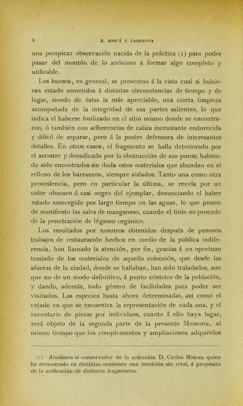 una perspicaz observación nacida de la práctica (i) para poder pasar del montón de lo anónimo á formar algo completo y utilizable. Los huesos, en general, se presentan á la vista cual si hubie- ran estado sometidos á distintas circunstancias de tiempo y de lugar, siendo de éstas la más apreciable, una cierta limpieza acompañada de la integridad de sus partes salientes, lo que indica el haberse fosilizado en el sitio mismo donde se encontra- ron, ó también con adherencias de caliza incrustante endurecida y difícil de separar, pero á la postre defensora de interesantes detalles. En otros casos, el fragmento se halla deteriorado por el arrastre y densificado por la obstrucción de sus poros; habien- do sido encontrados sin duda estos materiales que abundan en el relleno délos barrancos, siempre aislados. Tanto una como otra procedencia, pero en particular la última, se revela por un color obscuro ó.casi negro del ejemplar, denunciando el haber estado sumergido por largo tiempo en las aguas, lo que ponen de manifiesto las sales de manganeso, cuando el tinte no procede de la penetración de légamo orgánico. Los resultados por nosotros obtenidos después de penosos trabajos de restauración hechos en medio de la pública indife- rencia, han llamado la atención, por fin, gracias á un oportuno traslado de los materiales de aquella colección, que desde las afueras de la ciudad, donde se hallaban, han sido traladados, aun que no de un modo definitivo, á punto céntrico de la población, y dando, además, todo género de facilidades para poder ser visitados. Las especies hasta ahora determinadas, así como el estado en que se encuentra la representación de cada una, y el inventario de piezas por individuos, cuanto á ello haya lugar, será objeto de la segunda parte de la presente Memoria, al mismo tiempo que los complementos y ampliaciones adquiridos (i) Aludimos al conservador de la colección D. Carlos Maicas, quien ha demostrado en distintas ocasiones una intuición sin rival, á propósito de la unificación de distintos fragmentos. 1