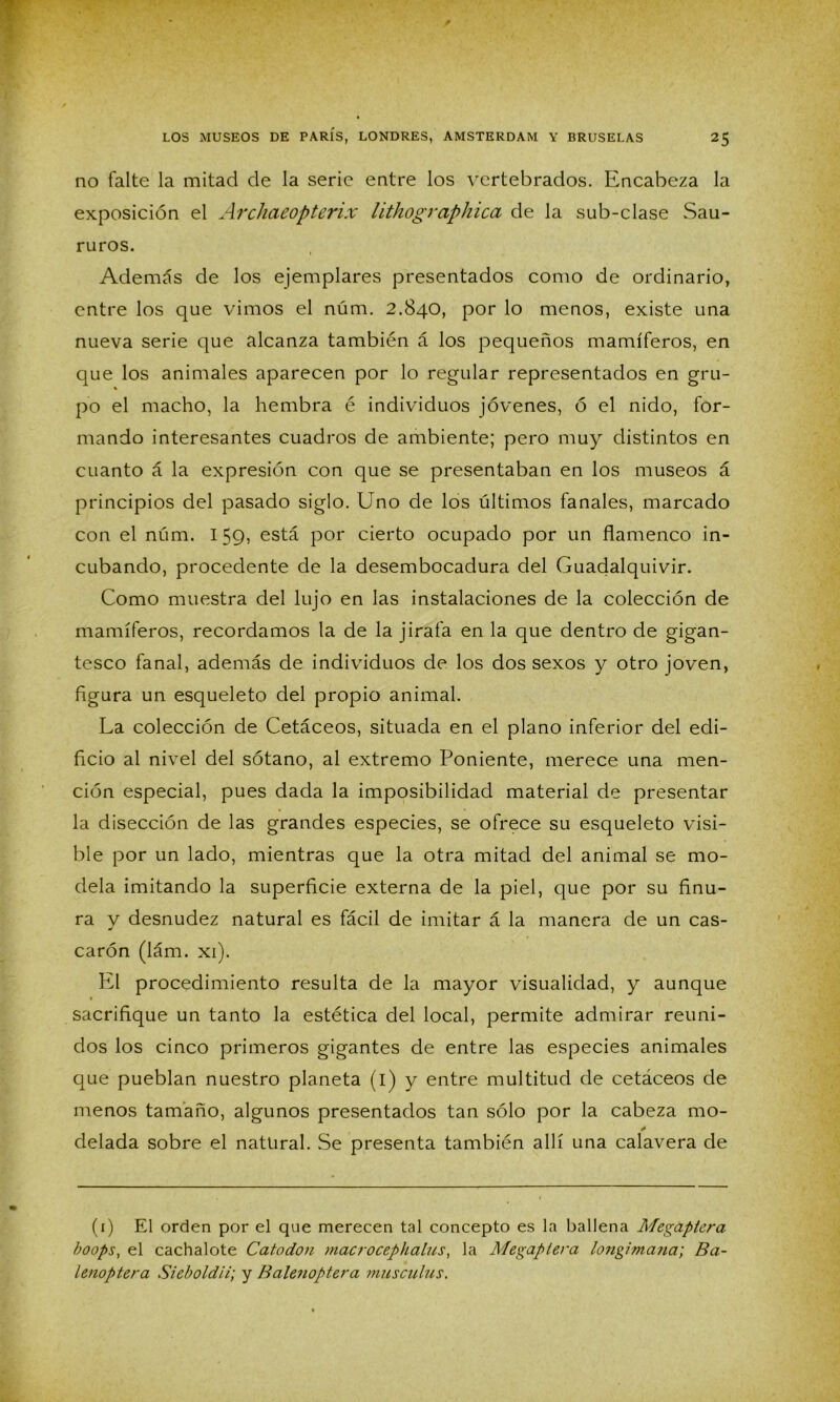 no falte la mitad ele la serie entre los vertebrados. Encabeza la exposición el Archaeopterix lithogrciphica de la sub-clase Sau- ruros. Además de los ejemplares presentados como de ordinario, entre los que vimos el núm. 2.840, por lo menos, existe una nueva serie que alcanza también á los pequeños mamíferos, en que los animales aparecen por lo regular representados en gru- po el macho, la hembra é individuos jóvenes, ó el nido, for- mando interesantes cuadros de ambiente; pero muy distintos en cuanto á la expresión con que se presentaban en los museos á principios del pasado siglo. Uno de los últimos fanales, marcado con el núm. 159, está por cierto ocupado por un flamenco in- cubando, procedente de la desembocadura del Guadalquivir. Como muestra del lujo en las instalaciones de la colección de mamíferos, recordamos la de la jirafa en la que dentro de gigan- tesco fanal, además de individuos de los dos sexos y otro joven, figura un esqueleto del propio animal. La colección de Cetáceos, situada en el plano inferior del edi- ficio al nivel del sótano, al extremo Poniente, merece una men- ción especial, pues dada la imposibilidad material de presentar la disección de las grandes especies, se ofrece su esqueleto visi- ble por un lado, mientras que la otra mitad del animal se mo- dela imitando la superficie externa de la piel, que por su finu- ra y desnudez natural es fácil de imitar á la manera de un cas- carón (lám. xi). El procedimiento resulta de la mayor visualidad, y aunque sacrifique un tanto la estética del local, permite admirar reuni- dos los cinco primeros gigantes de entre las especies animales que pueblan nuestro planeta (i) y entre multitud de cetáceos de menos tamaño, algunos presentados tan sólo por la cabeza mo- delada sobre el natural. Se presenta también allí una calavera de (1) El orden por el que merecen tal concepto es la ballena Megaptcra boops, el cachalote Catodon rnacrocephalus, la Megaptera longimanci; Ba- Lenoptera Sieboldü; y Balenoptera masculles.