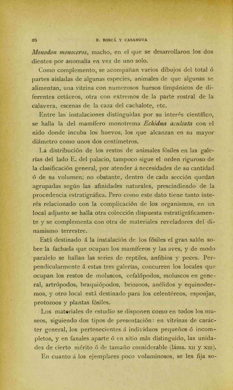 Monodon monoceros, macho, en el que se desarrollaron los dos dientes por anomalía en vez de uno solo. Como complemento, se acompañan varios dibujos del total ó partes aisladas de algunas especies, animales de que algunas se alimentan, una vitrina con numerosos huesos timpánicos de di- ferentes cetáceos, otra con extremós de la parte rostral de la calavera, escenas de la caza del cachalote,. etc. Entre las instalaciones distinguidas por su interés científico, se halla la del mamífero monotrema Echidna aculecita con el nido donde incuba los huevos, los que alcanzan en su mayor diámetro como unos dos centímetros. La distribución de los restos de animales fósiles en las gale- rías del lado E. del palacio, tampoco sigue el orden riguroso de la clasificación general, por atender á necesidades de su cantidad ó de su volumen; no obstante, dentro de cada sección quedan agrupadas según las afinidades naturales, prescindiendo de la procedencia estratigráfica. Pero como este dato tiene tanto inte- rés relacionado con la complicación de los organismos, en un local adjunto se halla otra colección dispuesta estratigráficamen- te y se complementa con otra de materiales reveladores del di- namismo terrestre. Está destinado á la instalación de los fósiles el gran salón so- bre la fachada que ocupan los mamíferos y las aves, y de modo paralelo se hallan las series de reptiles, anfibios y peces. Per- pendicularmente á estas tres galerías, concurren los locales que ocupan los restos de moluscos, cefalópodos, moluscos en gene- ral, artrópodos, braquiópodos, briozoos, anélidos y equinoder- mos, y otro local está destinado para los celentéreos, esponjas, protozoos y plantas fósiles. Los materiales de estudio se disponen como en todos los. mu- seos, siguiendo dos tipos de presentación: en vitrinas de carác- ter general, los pertenecientes á individuos pequeños ó incom- pletos, y en fanales aparte ó en sitio más distinguido, las unida- des de cierto mérito ó de tamaño considerable (láms. xn y xm). En cuanto á los ejemplares poco voluminosos, se les fija so-