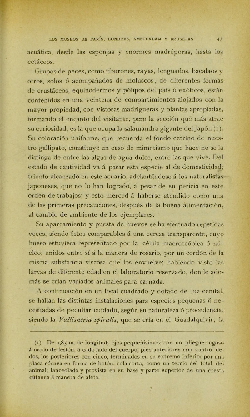 acuática, desde las esponjas y enormes madréporas, hasta los cetáceos. Grupos de peces, como tiburones, rayas, lenguados, bacalaos y otros, solos ó acompañados de moluscos, de diferentes formas de crustáceos, equinodermos y pólipos del país ó exóticos, están contenidos en una veintena de compartimientos alojados con la mayor propiedad, con vistosas madrigueras y plantas apropiadas, formando el encanto del visitante; pero la sección que más atrae su curiosidad, es la que ocupa la salamandra gigante del Japón (i). Su coloración uniforme, que recuerda el fondo cetrino de nues- tro gallipato, constituye un caso de mimetismo que hace no se la distinga de entre las algas de agua dulce, entre las que vive. Del estado de cautividad va á pasar esta especie al de domesticidad; triunfo alcanzado en este acuario, adelantándose á los naturalistas japoneses, que no lo han logrado, á pesar de su pericia en este orden de trabajos; y esto merced á haberse atendido como una de las primeras precauciones, después de la buena alimentación, al cambio de ambiente de los ejemplares. Su apareamiento y puesta de huevos se ha efectuado repetidas veces, siendo éstos comparables á una cereza transparente, cuyo hueso estuviera representado por la célula macroscópica ó nú- cleo, unidos entre sí á la manera de rosario, por un cordón de la misma substancia viscosa que los envuelve; habiendo visto las larvas de diferente edad en el laboratorio reservado, donde ade- más se crían variados animales para carnada. A continuación en un local cuadrado y dotado de luz cenital, se hallan las distintas instalaciones para especies pequeñas ó ne- cesitadas de peculiar cuidado, según su naturaleza ó procedencia; siendo la Vallisneria spiraüs, que se cría en el Guadalquivir, la (i) De 0,85 m. de longitud; ojos pequeñísimos; con un pliegue rugoso á modo de festón, á cada lado del cuerpo; pies anteriores con cuatro de- dos, los posteriores con cinco, terminados en su extremo inferior por una placa córnea en forma de botÓD, cola corta, como un tercio del total del animal; lanceolada y provista en su base y parte superior de una cresta cútanea á manera de aleta.