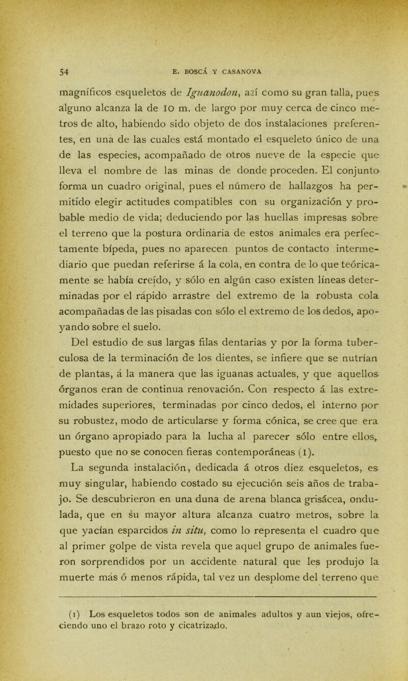 magníficos esqueletos de Ignanodon, así como su gran talla, pues alguno alcanza la de iom, de largo por muy cerca de cinco me- tros de alto, habiendo sido objeto de dos instalaciones preferen- tes, en una de las cuales está montado el esqueleto único de una de las especies, acompañado de otros nueve de la especie que lleva el nombre de las minas de donde proceden. El conjunto forma un cuadro original, pues el número de hallazgos ha per- mitido elegir actitudes compatibles con su organización y pro- bable medio de vida; deduciendo por las huellas impresas solare el terreno que la postura ordinaria de estos animales era perfec- tamente bípeda, pues no aparecen puntos de contacto interme- diario que puedan referirse á la cola, en contra de lo que teórica- mente se había creído, y sólo en algún caso existen líneas deter- minadas por el rápido arrastre del extremo de la robusta cola acompañadas de las pisadas con sólo el extremo de los dedos, apo- yando sobre el suelo. Del estudio de sus largas filas dentarias y por la forma tuber- culosa de la terminación de los dientes, se infiere que se nutrían de plantas, á la manera que las iguanas actuales, y que aquellos órganos eran de continua renovación. Con respecto á las extre- midades superiores, terminadas por cinco dedos, el interno por su robustez, modo de articularse y forma cónica, se cree que era un órgano apropiado para la lucha al parecer sólo entre ellos,, puesto que no se conocen fieras contemporáneas (i). La segunda instalación, dedicada á otros diez esqueletos, es muy singular, habiendo costado su ejecución seis años de traba- jo, Se descubrieron en una duna de arena blanca grisácea, ondu- lada, que en su mayor altura alcanza cuatro metros, sobre la que yacían esparcidos in situ, como lo representa el cuadro que al primer golpe de vista revela que aquel grupo de animales fue- ron sorprendidos por un accidente natural que les produjo la muerte más ó menos rápida, tal vez un desplome del terreno que (i) Los esqueletos todos son de animales adultos y aun viejos, ofre- ciendo uno el brazo roto y cicatrizarlo. /