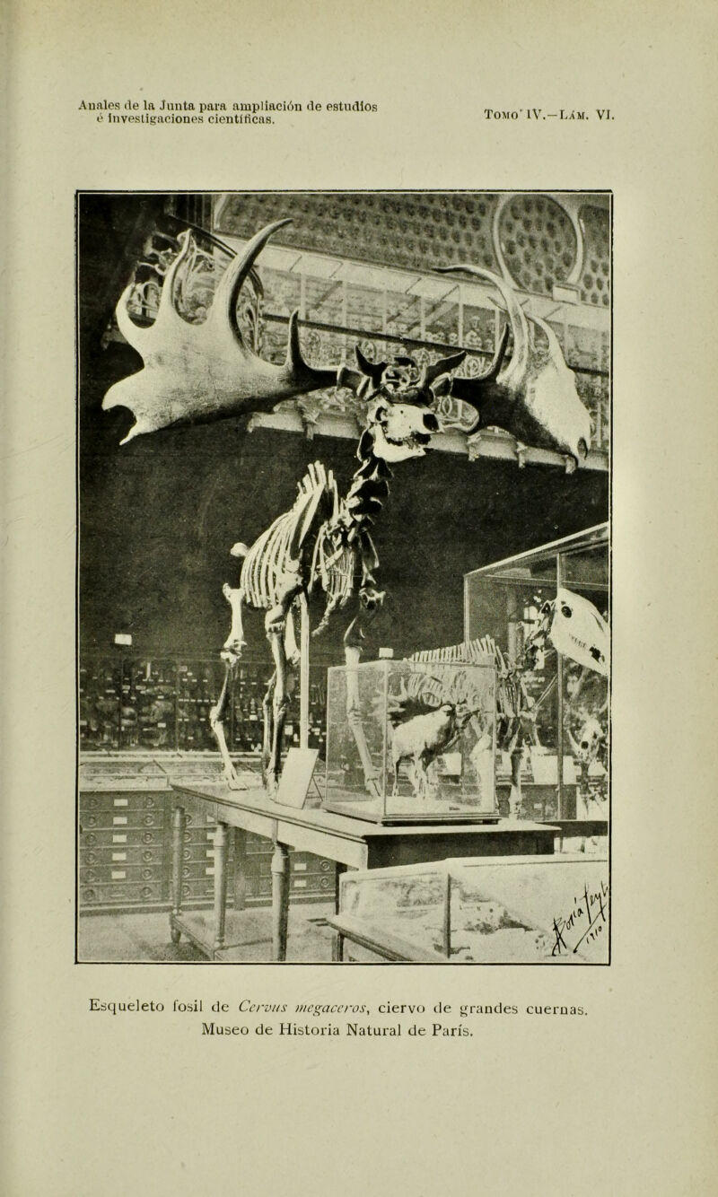 Tomo'IV.-Lám. VI. Esqueleto fósil de Cervns megaceros, ciervo de grandes cuernas. Museo de Historia Natural de París.