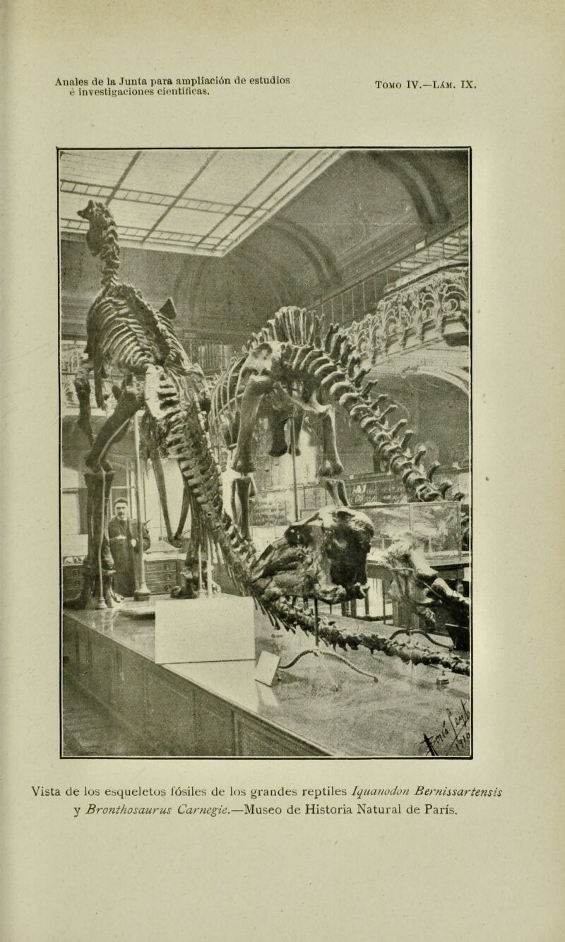 é investigaciones científicas. Vista de los esqueletos fósiles de los grandes reptiles Iquanodon Bernissartensis y Bronthosaurus Carnegie.—Museo de Historia Natural de París.