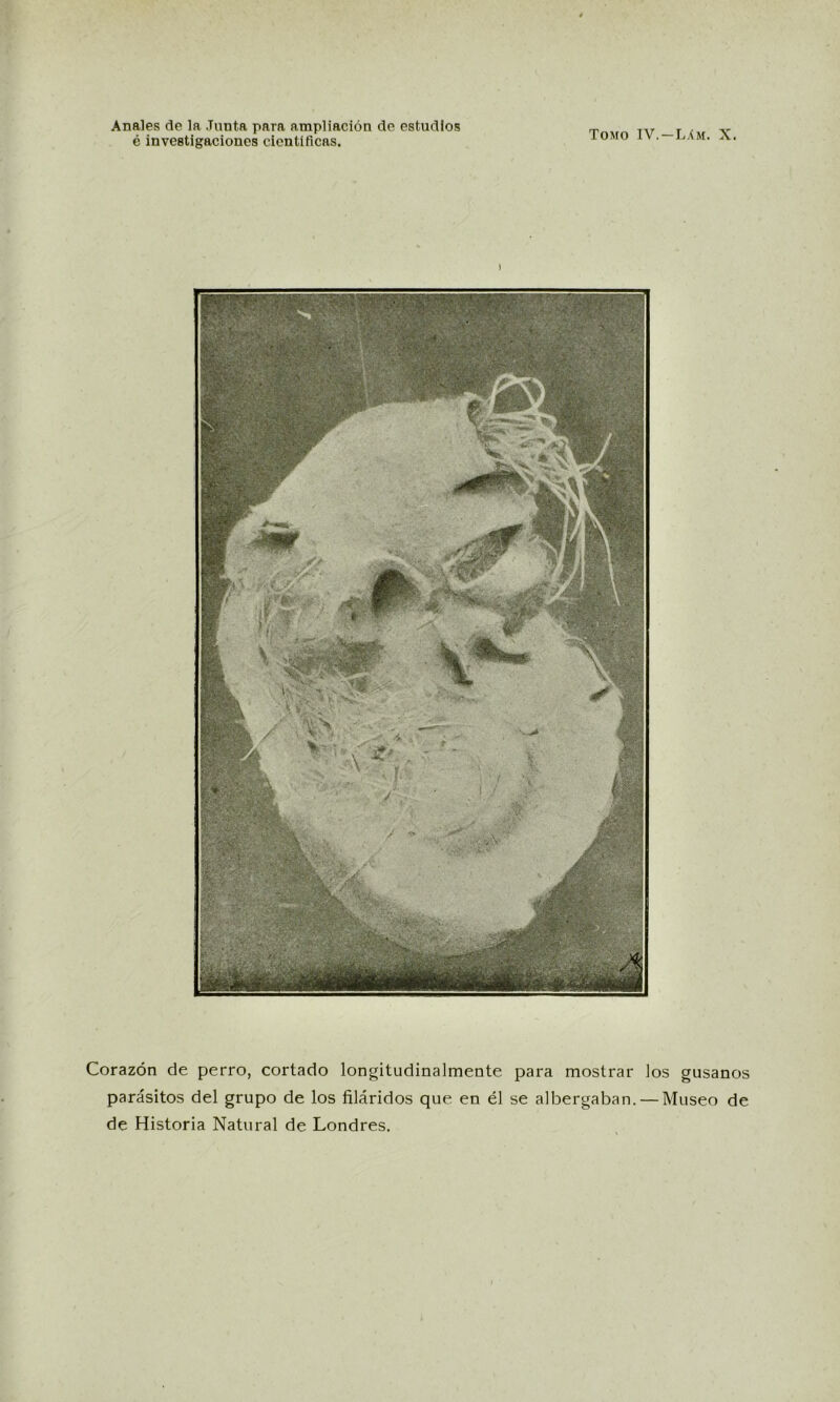 é investigaciones científicas. Tomo IV.—LAm. X. Corazón de perro, cortado longitudinalmente para mostrar los gusanos parásitos del grupo de los filáridos que en él se albergaban. — Museo de