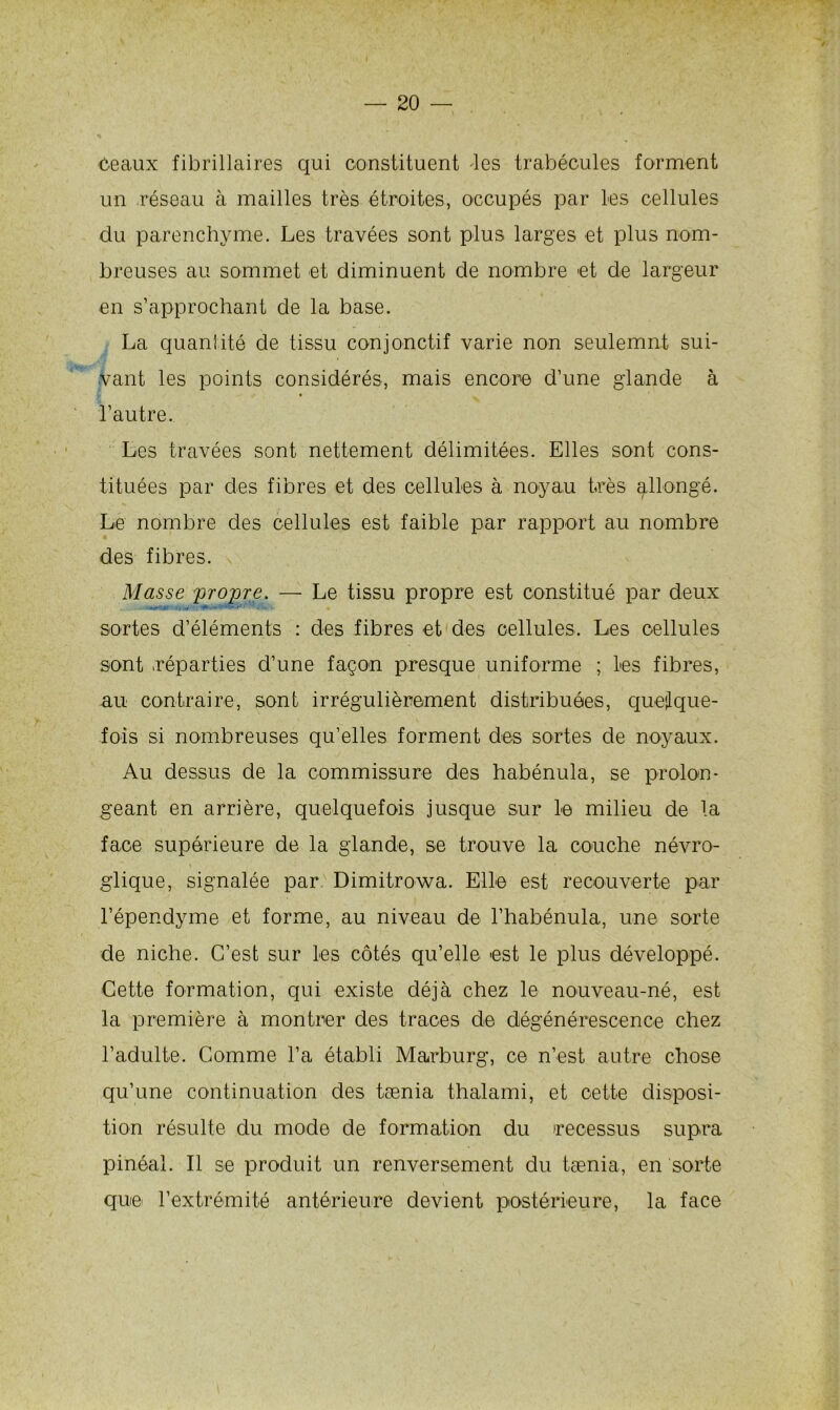 ceaux fibrillaires qui constituent les trabécules forment un réseau à mailles très étroites, occupés par les cellules du parenchyme. Les travées sont plus larges et plus nom- breuses au sommet et diminuent de nombre et de largeur en s’approchant de la base. La quantité de tissu conjonctif varie non seulemnt sui- vant les points considérés, mais encore d’une glande à l’autre. Les travées sont nettement délimitées. Elles sont cons- tituées par des fibres et des cellules à noyau très allongé. Le nombre des cellules est faible par rapport au nombre des fibres. Masse propre. — Le tissu propre est constitué par deux sortes d’éléments : des fibres et des cellules. Les cellules sont .réparties d’une façon presque uniforme ; les fibres, au contraire, sont irrégulièrement distribuées, quelque- fois si nombreuses qu’elles forment des sortes de noyaux. Au dessus de la commissure des habénula, se prolon- geant en arrière, quelquefois jusque sur le milieu de la face supérieure de la glande, se trouve la couche névro- glique, signalée par Dimitrowa. Elle est recouverte par l’épendyme et forme, au niveau de l’habénula, une sorte de niche. C’est sur les côtés qu’elle est le plus développé. Cette formation, qui existe déjà chez le nouveau-né, est la première à montrer des traces de dégénérescence chez l’adulte. Comme l’a établi Marburg, ce n’est autre chose qu’une continuation des tænia thalami, et cette disposi- tion résulte du mode de formation du irecessus supra pinéal. Il se produit un renversement du tænia, en sorte que l’extrémité antérieure devient postérieure, la face