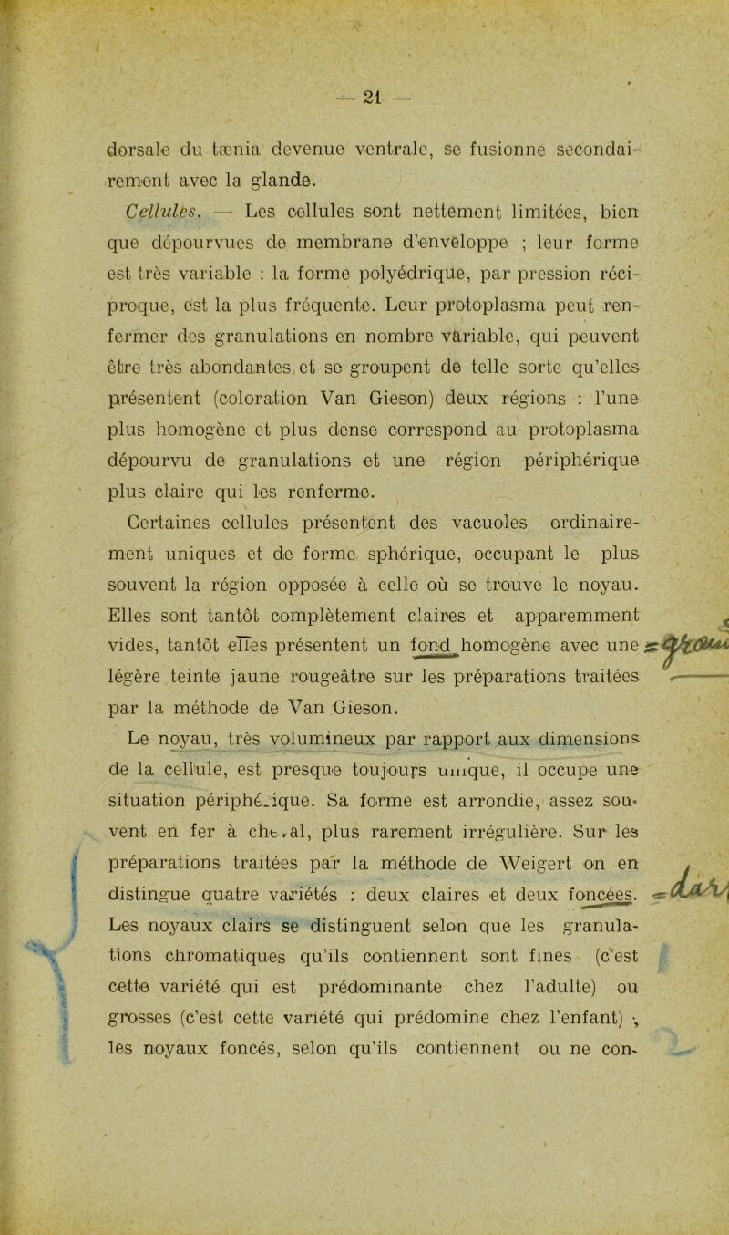 dorsale du tænia devenue ventrale, se fusionne secondai- rement avec la glande. Cellules. — Les cellules sont nettement limitées, bien que dépourvues de membrane d’enveloppe ; leur forme est très variable : la forme polyédrique, par pression réci- proque, est la plus fréquente. Leur protoplasma peut ren- fermer des granulations en nombre variable, qui peuvent être très abondantes et se groupent de telle sorte qu’elles présentent (coloration Van Gieson) deux régions : l’une plus homogène et plus dense correspond au protoplasma dépourvu de granulations et une région périphérique plus claire qui les renferme. Certaines cellules présentent des vacuoles ordinaire- ment uniques et de forme sphérique, occupant le plus souvent la région opposée à celle où se trouve le noyau. Elles sont tantôt complètement claires et apparemment vides, tantôt elles présentent un fond,homogène avec une légère teinte jaune rougeâtre sur les préparations traitées par la méthode de Van Gieson. Le noyau, très volumineux par rapport aux dimensions de la cellule, est presque toujours unique, il occupe une situation périphérique. Sa forme est arrondie, assez sou» vent en fer à che r al, plus rarement irrégulière. Sur les préparations traitées par la méthode de Weigert on en distingue auatre variétés : deux claires et deux foncées. Les noyaux clairs se distinguent selon que les granula- tions chromatiques qu’ils contiennent sont fines (c’est cette variété qui est prédominante chez l’adulte) ou grosses (c’est cette variété qui prédomine chez l’enfant) -, les noyaux foncés, selon qu’ils contiennent ou ne com