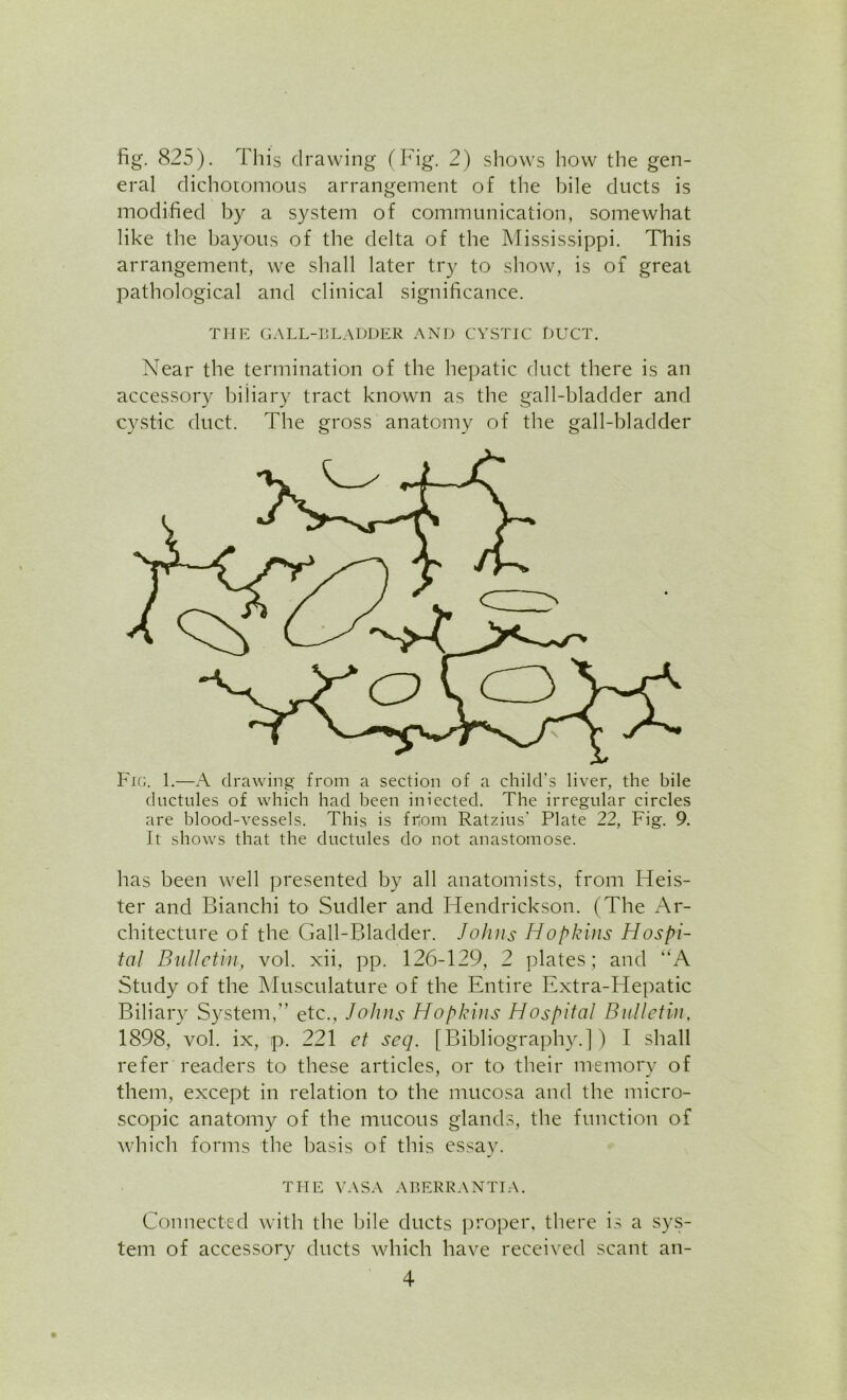 fig. 825). This drawing (Fig. 2) shows how the gen- eral dichotomous arrangement of the bile ducts is modified by a system of communication, somewhat like the bayous of the delta of the Mississippi. This arrangement, we shall later try to show, is of great pathological and clinical significance. THE GALL-BLADDER AND CYSTIC DUCT. Near the termination of the hepatic duct there is an accessory biliary tract known as the gall-bladder and cystic duct. The gross anatomy of the gall-bladder Fig. 1.—A drawing from a section of a child’s liver, the bile ductules of which had been iniected. The irregular circles are blood-vessels. This is friom Ratzius' Plate 22, Fig. 9. It shows that the ductules do not anastomose. has been well presented by all anatomists, from Keis- ter and Bianchi to Sudler and Hendrickson. (The Ar- chitecture of the Gall-Bladder. Johns Hopkins Hospi- tal Bulletin, vol. xii, pp. 126-129, 2 plates; and “A Study of the Musculature of the Entire Extra-Hepatic Biliary System,” etc., Johns Hopkins Hospital Bulletin, 1898, vol. ix, p. 221 et seq. [Bibliography.]) I shall refer readers to these articles, or to their memory of them, except in relation to the mucosa and the micro- scopic anatomy of the mucous glands, the function of which forms the basis of this essay. THE VASA ABERRANTLY. Connected with the bile ducts proper, there is a sys- tem of accessory ducts which have received scant an-