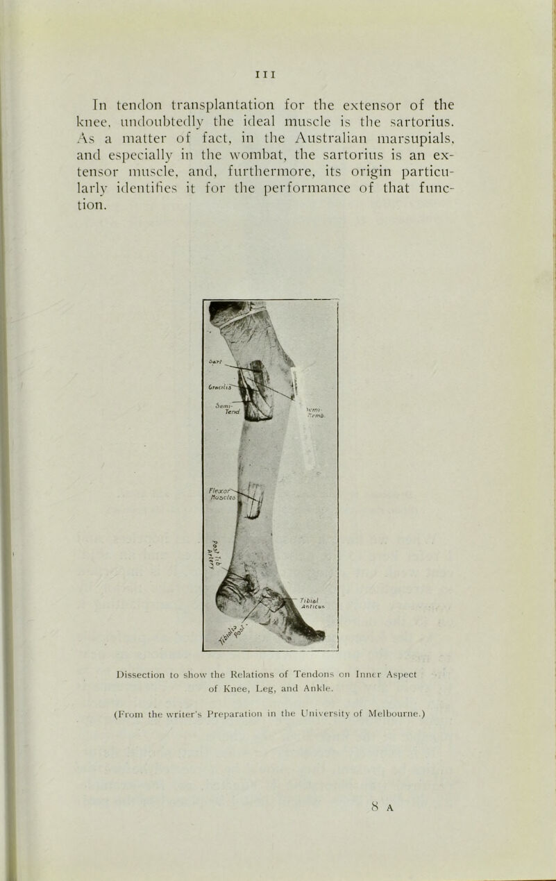 In tendon transplantation for the extensor of the knee, undoubtedly the ideal muscle is the sartorius. As a matter of fact, in the Australian marsupials, and especially in the wombat, the sartorius is an ex- tensor muscle, and, furthermore, its origin particu- larly identifies it for the performance of that func- tion. Dissection to show the Relations of Tendons on Inner Aspect of Knee, Leg, and Ankle. (From the writer’s Preparation in the University of Melbourne.) 8 A