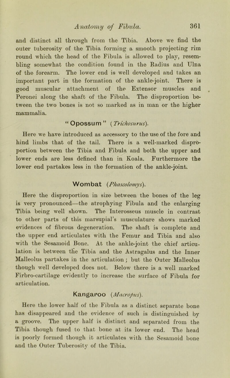and distinct all through from the Tibia. Above we find the outer tuberosity of the Tibia forming a smooth projecting rim round which the head of the Fibula is allowed to play, resem- bling somewhat the condition found in the Radius and Ulna of the forearm. The lower end is well developed and takes an important part in the formation of the ankle-joint. There is good muscular attachment of the Extensor muscles and Peronei along the shaft of the Fibula. The disproportion be- tween the two bones is not so marked as in man or the higher mammalia. “ Opossu m ” (Trichosurus). Here we have introduced as accessory to the use of the fore and hind limbs that of the tail. There is a well-marked dispro- portion between the Tibia and Fibula and both the upper and lower ends are less defined than in Koala. Furthermore the lower end partakes less in the formation of the ankle-joint. W o m b at (Phascolomys). Here the disproportion in size between the bones of the leg is very pronounced—the atrophying Fibula and the enlarging Tibia being well shown. The Interosseus muscle in contrast to other parts of this marsupial’s musculature shows marked evidences of fibrous degeneration. The shaft is complete and the upper end articulates with the Femur and Tibia and also with the Sesamoid Bone. At the ankle-joint the chief articu- lation is between the Tibia and the Astragalus and the Inner Malleolus partakes in the articulation; but the Outer Malleolus though well developed does not. Below there is a well marked Firbro-cartilage evidently to increase the surface of Fibula for articulation. Kangaroo (Macropus). Here the lower half of the Fibula as a distinct separate bone has disappeared and the evidence of such is distinguished by a groove. The upper half is distinct and separated from the Tibia though fused to that bone at its lower end. The head is poorly formed though it articulates with the Sesamoid bone and the Outer Tuberosity of the Tibia.
