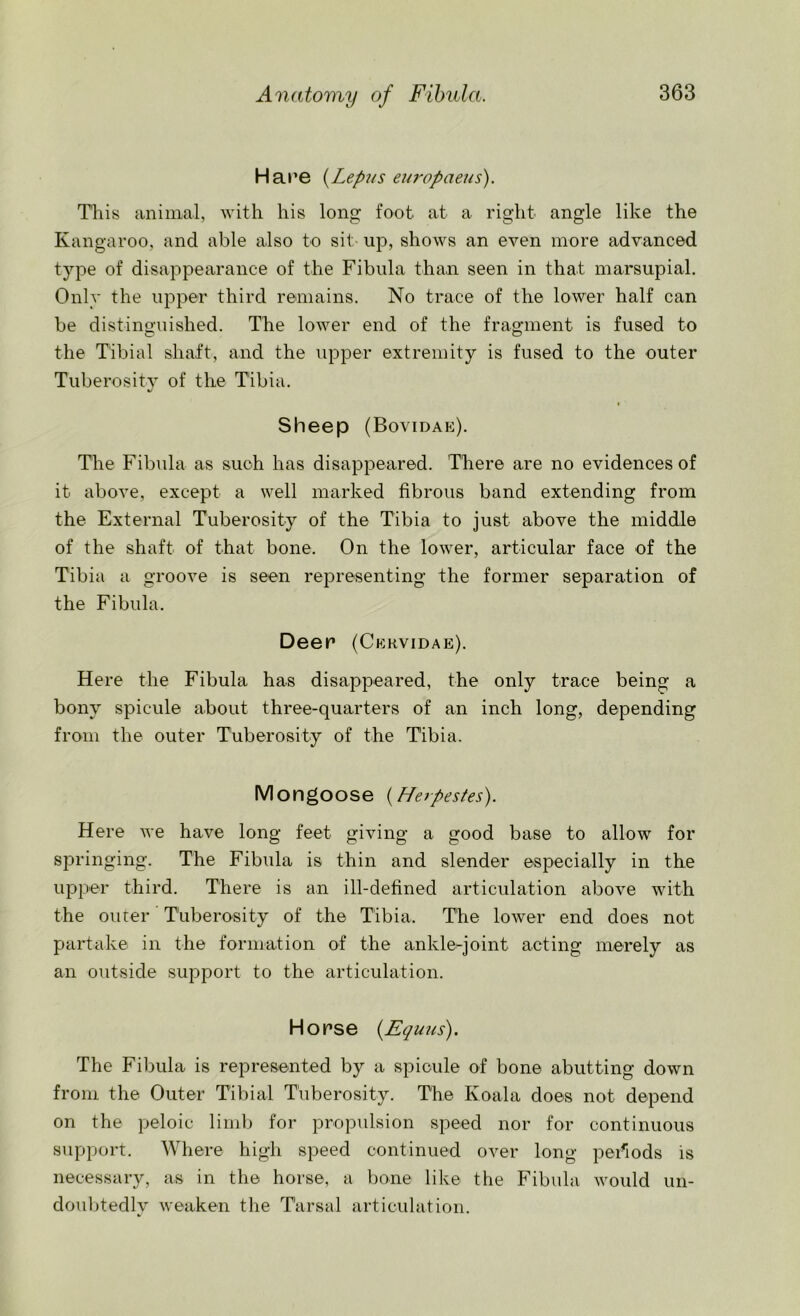 Hare (Lepus europaeus). This animal, with his long foot at a right angle like the Kangaroo, and able also to sit up, shows an even more advanced type of disappearance of the Fibula than seen in that marsupial. Only the upper third remains. No trace of the lower half can be distinguished. The lower end of the fragment is fused to the Tibial shaft, and the upper extremity is fused to the outer Tuberosity of the Tibia. Sheep (Bovidae). The Fibula as such has disappeared. There are no evidences of it above, except a well marked fibrous band extending from the External Tuberosity of the Tibia to just above the middle of the shaft of that bone. On the lower, articular face of the Tibia a groove is seen representing the former separation of the Fibula. Deer (Cervidae). Here the Fibula has disappeared, the only trace being a bony spicule about three-quarters of an inch long, depending from the outer Tuberosity of the Tibia. Mongoose (Herpestes). Here we have long feet giving a good base to allow for springing. The Fibula is thin and slender especially in the upper third. There is an ill-defined articulation above with the outer Tuberosity of the Tibia. The lower end does not partake in the formation of the ankle-joint acting merely as an outside support to the articulation. Hopse (Equus). The Fibula is represented by a spicule of bone abutting down from the Outer Tibial Tuberosity. The Koala does not depend on the peloic limb for propulsion speed nor for continuous support. Where high speed continued over long periods is necessary, as in the horse, a bone like the Fibula would un- doubtedly weaken the Tarsal articulation.