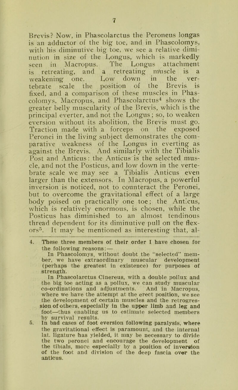 Brevis? Now, in Phascolarctus the Peroneus longas is an adductor of the big toe, and in Phascolomys, with his diminutive big toe. we see a relative dimi- nution in size of the Longus, which is markedly seen in Macropus. The Lougus attachment is retreating, and a retreating mttscle is a weakening one. Low down in the ver- tebrate scale the position of the Brevis is fixed, and a comparison of these muscles in Phas- colomys, Macropus, and Phascolarctus4 shows the greater belly muscularity of the Brevis, which is the principal everter, and not the Longus; so, to weaken eversion without its abolition, the Brevis must go. Traction made with a forceps on the exposed Peronei in the living subject demonstrates the com- parative weakness of the Longus in everting as against the Brevis. And similarly with the Tibialis Post and Anticus: the Antaeus is the selected mus- cle, and not the Posticus, and low down in the verte- brate scale we may see a Tibialis Anticus even larger than the extensors. In Macropus, a powerful inversion is noticed, not to counteract the Peronei, but to overcome the gravitational efifect of a large body poised on practically one toe; the Anticus, which lis relatively enormous, is chosen, while the Posticus has diminished to an almost tendinous thread dependent for its diminutive pull on the flex- ors5. It may be mentioned as interesting that, al- 4. These three members of their order I have chosen for the following reasons: — In Phascolomys, without doubt the “selected” mem- ber, we have extraordinary muscular development (perhaps the greatest in existence) for purposes of strength. In Phascolarctus Cinereus, with a double poilux and the big toe acting as a poilux, we can study muscular co-ordinations and adjustments. And in Macropus, where we have the attempt at the erect position, we see the development of certain muscles and the retrogres- sion of others, especially in the upper limlb and leg and foot—thus enabling us to estimate selected members by survival results. 5. In bad cases of foot eversion following paralysis, where the gravitational effect is paramount, and the internal lat. ligature has yielded, it may be necessary to divide the two peronei and encourage the development of the tibials, more especially by a position of inversion of the fool and division of the deep fascia over the anticus.