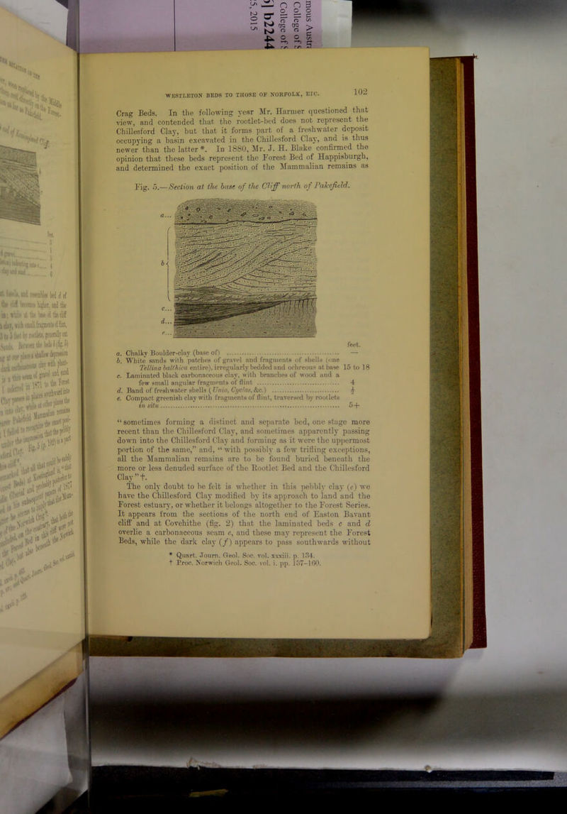 TO OQ ^ o a o KAi WESTLBTON BEDS TO THOSE OE NORFOLK, ETC. ]02 Crag Beds. In the following year Mr. Hariner questioned that view, and contended that the rootlet-bed does not represent the Chillesford Clay, but that it forms part of a freshwater deposit occupying a basin excavated in the Chillesford Clay, and is thus newer than the latter*. In 1880, Mr. J. H. Blake confirmed the opinion that these beds represent the Forest Bed of Happisburgh, and determined the exact position of the Mammalian remains as Fig. o.—Section at the base of the Cliff north o f FaJcefield. feet. a. Chalky Boulder-clay (base of) — b. White sands with patches of gravel and fragments of shells (one Tellina halthica entire), irregularly bedded and oehreous at base 1.5 to 18 c. Laminated black carbonaceous clay, with branches of wood and a few small angular fragments of flint 4 d. Band of freshwater shells (th/io, C^c/n.s, &c.) 4 e. Compact greenish clay with fragments of flint, traversed by rootlets in situ 5 + “sometimes forming a distinct and separate bed, one stage more recent than the Chillesford Clay, and sometimes apparently passing down into the Chillesford Clay and forming as it were the upjiermost portion of the same,” and, “with possibly a few trilling exceptions, all the Mammalian remains are to he found buried beneath the more or less denuded surface of the Eootlet Bed and the Chillesford Clay”t. The only doubt to he felt is whether in this pebbly clay (e) we have the Chillesford Clay modified by its approach to land and the Forest estuary, or whether it belongs altogether to the Forest Series. It appears from the sections of the north end of Easton Bavant cliff and at Covehithe (fig. 2) that the laminated beds c and d overlie a carbonaceous scam e, and these may represent the Forest Bods, while the dark clay (/) appears to pass southwards without • Quart. .Tourn. Geol. Soc. vol. xxxiii. p. ^.^4. t Proo. Norwich Geol. Soc. vol. i. pp. J37-lfi0.