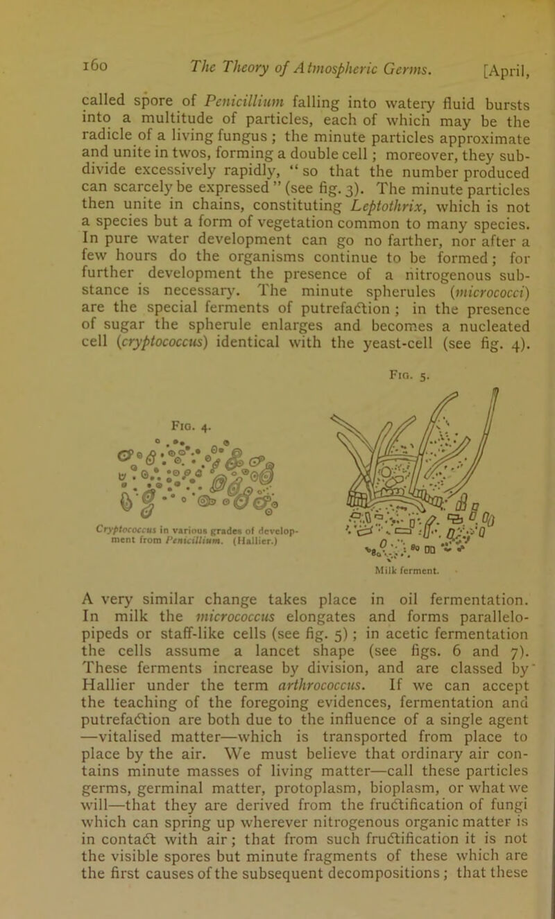 called spore of Penicillium falling into watery fluid bursts into a multitude of particles, each of which may be the radicle of a living fungus ; the minute particles approximate and unite in twos, forming a double cell; moreover, they sub- divide excessively rapidly, “ so that the number produced can scarcely be expressed ” (see fig. 3). The minute particles then unite in chains, constituting Leptothrix, which is not a species but a form of vegetation common to many species. In pure water development can go no farther, nor after a few hours do the organisms continue to be formed; for further development the presence of a nitrogenous sub- stance is necessary. The minute spherules (micrococci) are the special ferments of putrefaction ; in the presence of sugar the spherule enlarges and becomes a nucleated cell (cryptococcus) identical with the yeast-cell (see fig. 4). Fio. 4. Cryptococcus in various grades of develop- ment from Penicillium. (Hallier.) FlO. 5. A very similar change takes place in oil fermentation. In milk the micrococcus elongates and forms parallele- pipeds or staff-like cells (see fig. 5) ; in acetic fermentation the cells assume a lancet shape (see figs. 6 and 7). These ferments increase by division, and are classed by Hallier under the term arthrococcus. If we can accept the teaching of the foregoing evidences, fermentation and putrefaction are both due to the influence of a single agent —vitalised matter—which is transported from place to place by the air. We must believe that ordinary air con- tains minute masses of living matter—call these particles germs, germinal matter, protoplasm, bioplasm, or what we will—that they are derived from the fructification of fungi which can spring up wherever nitrogenous organic matter is in contact with air; that from such fructification it is not the visible spores but minute fragments of these which are the first causes of the subsequent decompositions; that these