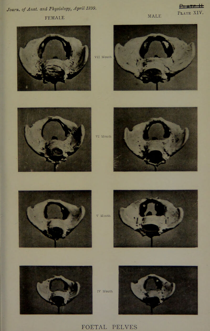 FEMALE MALE Pi ATr-±fc Plate XIV. VI Month V Month IV Month VII Month