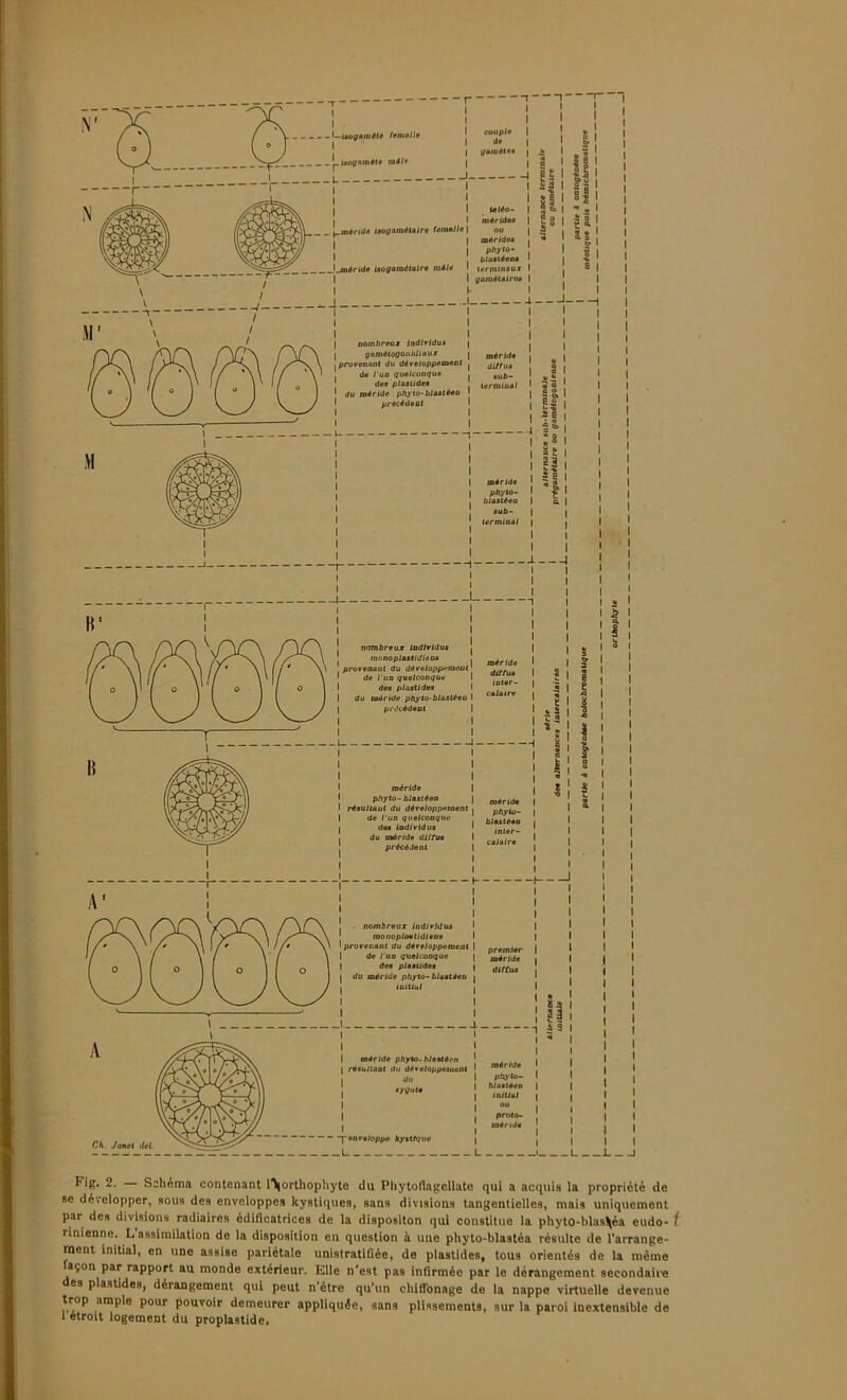 !—1 Ch. Janet diL nombreux Individus monoplastidieas provenant du développemeu de l'un quelconque des plastides du méride phyto-blastéeu précèdent méride phyto- blastéen résultant du développemen de l'un quelconque des individus du mdride diffus précèdent nombreux Individus luonopluetiüiens provenant du développemen de l'un quelconque des plastides du méride phyto- blastéen initial mèride phyto. blastéen résultant du développemen T enveloppe kystique -I sub- lerinln.il méride diffus inter- calaire méride phyto- blastéeo inter- calaire 1 premier méride diffus méride phyto- blastéen initial proto- tnénds : Il I  I I -J I 2. Schéma contenant l^orthophyte du Phytoflagellate qui a acquis la propriété de se développer, sous des enveloppes kystiques, sans divisions tangentielles, mais uniquement par des divisions radiaires édificatrices de la dispositon qui constitue la phyto-blas!téa eudo- t linienne. L assimilation de la disposition en question à une phyto-blastéa résulte de l’arrange- ment initia], en une assise pariétale unistratiûée, de plastides, tous orientés de la même taçon par rapport au monde extérieur. Elle n’est pas infirmée par le dérangement secondaire es plastides, dérangement qui peut n'ètre qu’un ebifionage de la nappe virtuelle devenue trop ample pour pouvoir demeurer appliquée, sans plissements, sur la paroi inextensible de