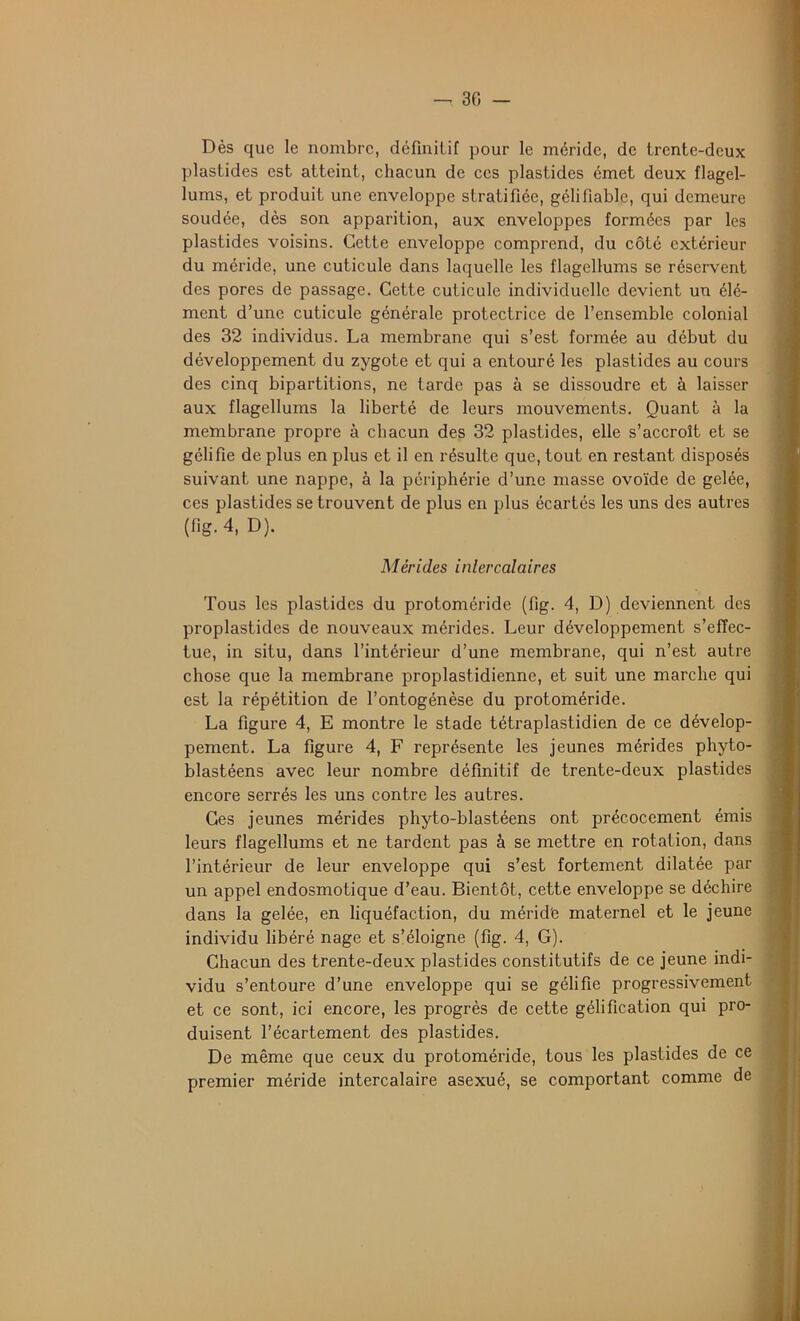 Dès que le nombre, définitif pour le méride, de trente-deux plastides est atteint, chacun de ces plastides émet deux flagel- lums, et produit une enveloppe stratifiée, gélifiable, qui demeure soudée, dès son apparition, aux enveloppes formées par les plastides voisins. Cette enveloppe comprend, du côté extérieur du méride, une cuticule dans laquelle les flagellums se réservent des pores de passage. Cette cuticule individuelle devient un élé- ment d’une cuticule générale protectrice de l’ensemble colonial des 32 individus. La membrane qui s’est formée au début du développement du zygote et qui a entouré les plastides au cours des cinq bipartitions, ne tarde pas à se dissoudre et à laisser aux flagellums la liberté de leurs mouvements. Quant à la membrane propre à chacun des 32 plastides, elle s’accroît et se gélifie de plus en plus et il en résulte que, tout en restant disposés suivant une nappe, à la périphérie d’une masse ovoïde de gelée, ces plastides se trouvent de plus en plus écartés les uns des autres (fig.4, D). Mérides intercalaires Tous les plastides du protoméride (fig. 4, D) deviennent des proplastides de nouveaux mérides. Leur développement s’effec- tue, in situ, dans l’intérieur d’une membrane, qui n’est autre chose que la membrane proplastidienne, et suit une marche qui est la répétition de l’ontogénèse du protoméride. La figure 4, E montre le stade tétraplastidien de ce dévelop- pement. La figure 4, F représente les jeunes mérides phyto- blastéens avec leur nombre définitif de trente-deux plastides encore serrés les uns contre les autres. Ces jeunes mérides phyto-blastéens ont précocement émis leurs flagellums et ne tardent pas à se mettre en rotation, dans l’intérieur de leur enveloppe qui s’est fortement dilatée par un appel endosmotique d’eau. Bientôt, cette enveloppe se déchire dans la gelée, en liquéfaction, du mérid'e maternel et le jeune individu libéré nage et s’éloigne (fig. 4, G). Chacun des trente-deux plastides constitutifs de ce jeune indi- vidu s’entoure d’une enveloppe qui se gélifie progressivement et ce sont, ici encore, les progrès de cette gélification qui pro- duisent l’écartement des plastides. De même que ceux du protoméride, tous les plastides de ce premier méride intercalaire asexué, se comportant comme de