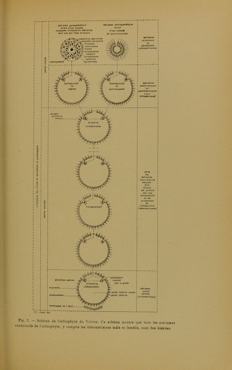 Fig. Schéma de 1 orthopliyte du Vulvox. Ce schéma montre que tons les mérismes constitutifs de 1 orthophyte, y compris les téléomérismes mâle et femelle, sont des bUltéas.