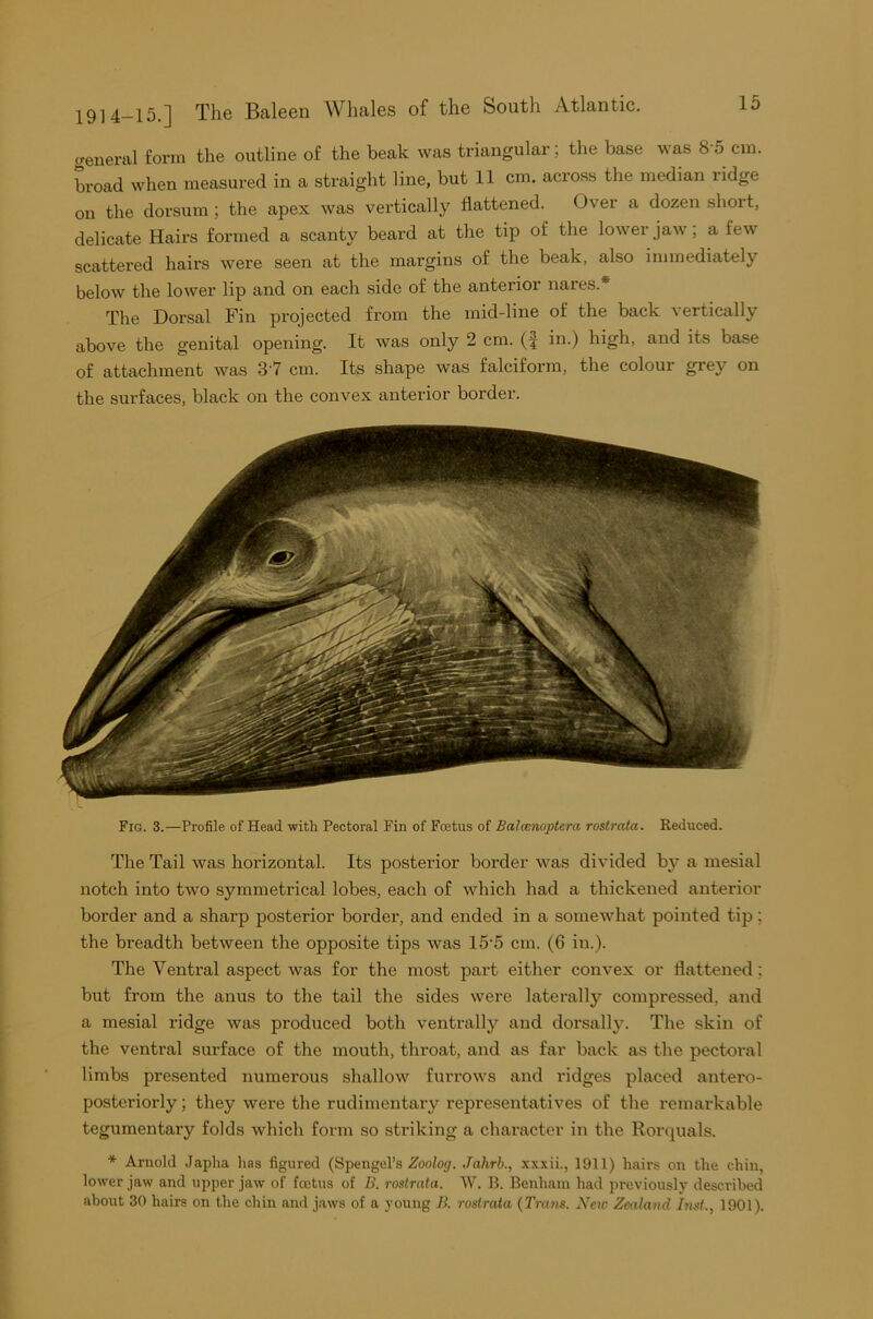 creneral form the outline of the beak was triangular; the base was 8'5 cm. broad when measured in a straight line, but 11 cm. across the median ridge on the dorsum ; the apex was vertically flattened. Over a dozen short, delicate Hairs formed a scanty beard at the tip of the lower jaw; a few scattered hairs were seen at the margins of the beak, also immediately below the lower lip and on each side of the anterior nares.* The Dorsal Fin projected from the mid-line of the back \ ertically above the genital opening. It was only 2 cm. (f in.) high, and its base of attachment was 37 cm. Its shape was falciform, the colour grey on the surfaces, black on the convex anterior border. Fig. 3.—Profile of Head with Pectoral Fin of Foetus of Balcenoptcm rostrata. Reduced. The Tail was horizontal. Its posterior border was divided by a mesial notch into two symmetrical lobes, each of which had a thickened anterior border and a sharp posterior border, and ended in a somewhat pointed tip; the breadth between the opposite tips was 15-5 cm. (6 in.). The Ventral aspect was for the most part either convex or flattened ; but from the anus to the tail the sides were laterally compressed, and a mesial ridge was produced both ventrally and dorsally. The skin of the ventral surface of the mouth, throat, and as far back as the pectoral limbs presented numerous shallow furrows and ridges placed antero- posteriorly; they were the rudimentary representatives of the remarkable tegumentary folds which form so striking a character in the Rorquals. * Arnold Japha has figured (Spengel’s Zoolog. Jahrb., xxxii., 1911) hairs on the chin, lower jaw and upper jaw of foetus of B. rostrata. W. B. Benham had previously described about 30 hairs on the chin and jaws of a young B. rostrata (Trans. New Zealand Inst., 1901).