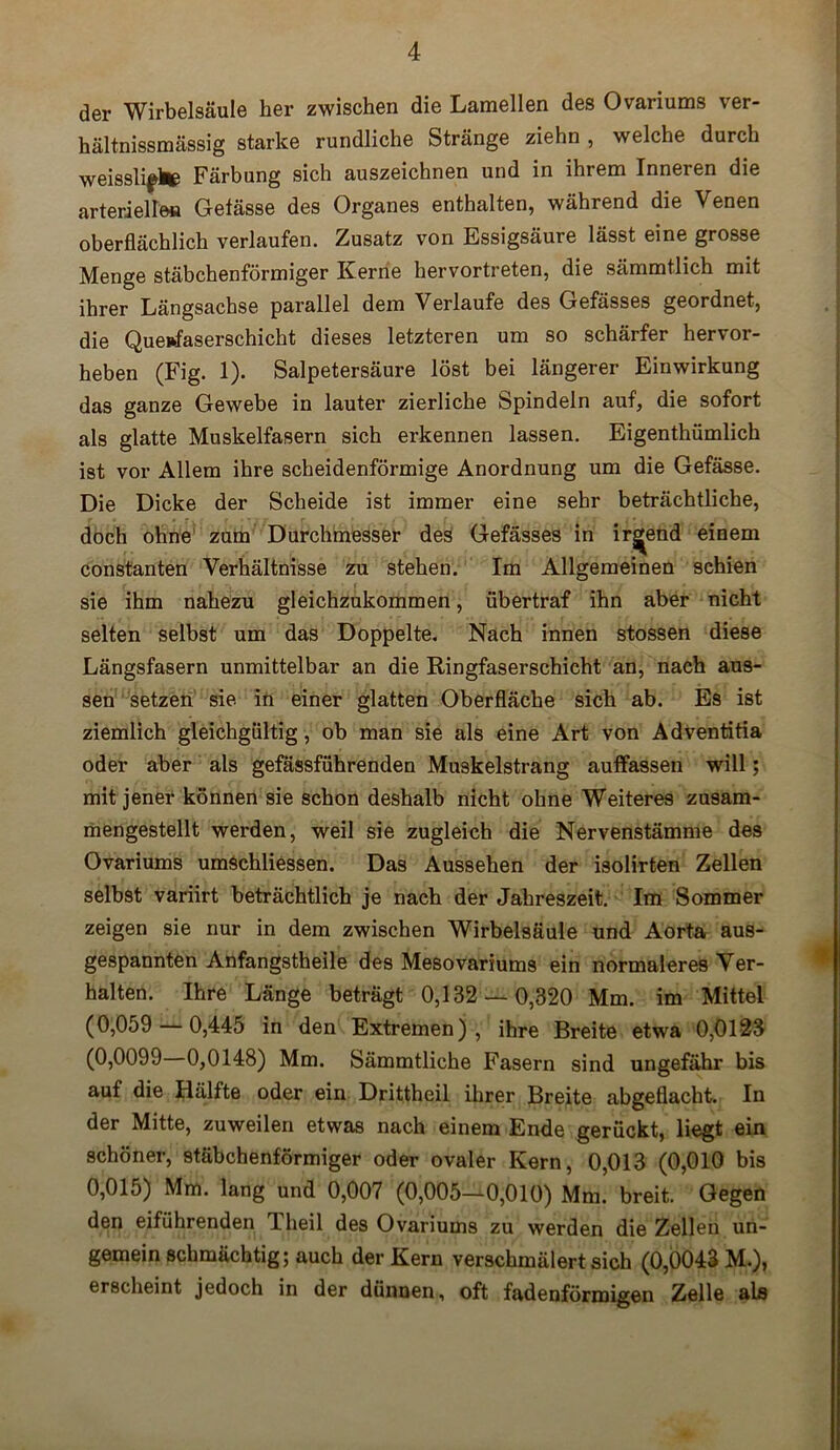 der Wirbelsäule her zwischen die Lamellen des Ovariums ver- hältnissmässig starke rundliche Stränge ziehn , welche durch weisslifte Färbung sich auszeichnen und in ihrem Inneren die arterielle» Getässe des Organes enthalten, während die Venen oberflächlich verlaufen. Zusatz von Essigsäure lässt eine grosse Menge stäbchenförmiger Kerne hervortreten, die sämmtlich mit ihrer Längsachse parallel dem Verlaufe des Gefässes geordnet, die Queftfaserschicht dieses letzteren um so schärfer hervor- heben (Fig. 1). Salpetersäure löst bei längerer Einwirkung das ganze Gewebe in lauter zierliche Spindeln auf, die sofort als glatte Muskelfasern sich erkennen lassen. Eigentümlich ist vor Allem ihre scheidenförmige Anordnung um die Gefässe. Die Dicke der Scheide ist immer eine sehr beträchtliche, doch ohne zum Durchmesser des Gefässes in irgend einem constanten Verhältnisse zu stehen. Im Allgemeinen schien sie ihm nahezu gleichzukommen, übertraf ihn aber nicht selten selbst um das Doppelte. Nach innen stossen diese Längsfasern unmittelbar an die Ringfaserschicht an, nach aus- sen setzen sie in einer glatten Oberfläche sich ab. Es ist ziemlich gleichgültig, ob man sie als eine Art von Adventitia oder aber als gefässführenden Muskelstrang auffassen will; mit jener können sie schon deshalb nicht ohne Weiteres zusam- mengestellt werden, weil sie zugleich die Nervenstämme des Ovariums umschliessen. Das Aussehen der isolirten Zellen selbst variirt beträchtlich je nach der Jahreszeit. Im Sommer zeigen sie nur in dem zwischen Wirbelsäule und Aorta aus- gespannten Anfangstheile des Mesovariums ein normaleres Ver- halten. Ihre Länge beträgt 0,132 — 0,320 Mm. im Mittel (0,059 0,445 in den Extremen), ihre Breite etwa 0,0123 (0,0099 0,0148) Mm. Sämmtliche Fasern sind ungefähr bis auf die Hälfte oder ein Drittheil ihrer Breite abgeflacht. In der Mitte, zuweilen etwas nach einem Ende gerückt, liegt ein schöner, stäbchenförmiger oder ovaler Kern, 0,013 (0,010 bis 0,015) Mm. lang und 0,007 (0,005—0,010) Mm. breit. Gegen den eiführenden Theil des Ovariums zu werden die Zellen un- gemein schmächtig; auch der Kern verschmälert sich (0,0043 M.), erscheint jedoch in der dünnen, oft fadenförmigen Zelle als