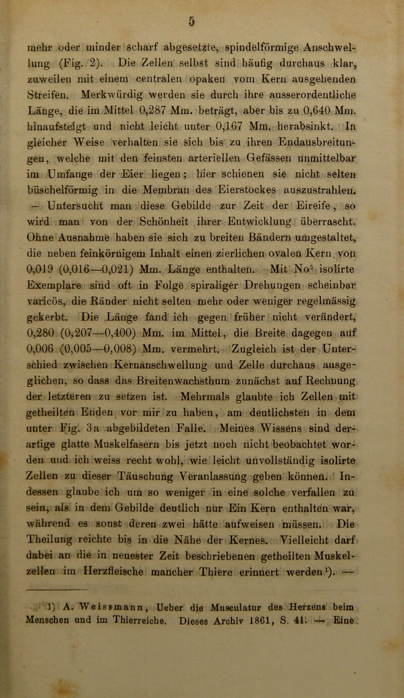 mehr oder minder scharf abgesetzie, spindelförmige Anschwel- lung (Fig. 2). Die Zellen selbst sind häufig durchaus klar, zuweilen mit einem centralen opaken vom Kern ausgehenden Streifen. Merkwürdig werden sie durch ihre ausserordentliche Länge, die im Mittel 0,287 Mm. beträgt, aber bis zu 0,640 Mm. hinaufsteigt und nicht leicht unter 0,167 Mm. herabsinkt. In gleicher Weise verhalten sie sich bis zu ihren Endausbreitun- gen, welche mit den feinsten arteriellen Gefässen unmittelbar im Umfange der Eier liegen; hier schienen sie nicht selten büschelförmig in die Membran des Eierstockes auszustrahlen. — Untersucht man diese Gebilde zur Zeit der Eireife, so wird man von der Schönheit ihrer Entwicklung überrascht. Ohne Ausnahme haben sie sich zu breiten Bändern umgestaltet, die neben feinkörnigem Inhalt einen zierlichen ovalen Kern von 0,019 (0,016—0,021) Mm. Länge enthalten. Mit No5 isolirte Exemplare sind oft in Folge spiraliger Drehungen scheinbar varicös, die Ränder nicht selten mehr oder weniger regelmässig gekerbt. Die Länge fand ich gegen früher nicht verändert, 0,280 (0,207—0,400) Mm. im Mittel, die Breite dagegen auf 0,006 (0,005—0,008) Mm. vermehrt. Zugleich ist der Unter- schied zwischen Kernanschwellung und Zelle durchaus ausge- glichen, so dass das Breitenwachsthum zunächst auf Rechnung der letzteren zu setzen ist. Mehrmals glaubte ich Zellen mit getheilten Enden vor mir zu haben, am deutlichsten in dem unter Fig. 3 a abgebildeten Falle. Meines Wissens sind der- artige glatte Muskelfasern bis jetzt noch nicht beobachtet wor- den und ich weiss recht wohl, wie leicht unvollständig isolirte Zellen zu dieser Täuschung Veranlassung geben können. In- dessen glaube ich um so weniger in eine solche verfallen zu sein, als in dem Gebilde deutlich nur Ein Kern enthalten war, während es sonst deren zwei hätte aufweisen müssen. Die Theilung reichte bis in die Nähe der Kernes. Vielleicht darf dabei an die in neuester Zeit beschriebenen getheilten Muskel- zellen im Herzfleische mancher Tbiere erinnert werden!). — 1) A. Weissmann, Ueber die Musculatur des Herzens beim Menschen und im Thierreiche. Dieses Archiv 1861, S. 41. — Eine