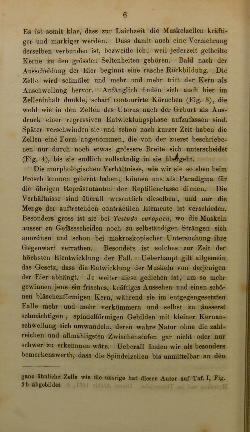 Es ist somit klar, dass zur Laichzeit die Muskelzellen kräfti- ger und markiger werden. Dass damit auch eine Vermehrung derselben verbunden ist, bezweifle ich, weil jederzeit getheilte Kerne zu den grössten Seltenheiten gehören. Bald nach der Ausscheidung der Eier beginnt eine rasche Rückbildung. Die Zelle wird schmäler und mehr und mehr tritt der Kern als Anschwellung hervor. Anfänglich finden sich auch hier im Zelleninhalt dunkle, scharf contourirte Körnchen (Fig. 3), die wohl wie in den Zellen des Uterus nach der Geburt als Aus- druck einer regressiven Entwicklungsphase aufzufassen sind. Später verschwinden sie und schon nach kurzer Zeit haben die Zellen eine Form angenommen, die von der zuerst beschriebe- nen nur durch noch etwas grössere Breite sich unterscheidet (Fig. 4), bis sie endlich vollständig in sie üb^-geht. Die morphologischen Verhältnisse, wie wir sie so eben beim Frosch kennen gelernt haben, können uns als Paradigma für die übrigen Repräsentanten der Reptilienclasse dienen. Die Verhältnisse sind überall wesentlich dieselben, und nur die Menge der auftretenden contractilen Elemente ist verschieden. Besonders gross ist sie bei Testudo europaea, wo die Muskeln ausser zu Gefässscheiden noch zu selbständigen Strängen sich anordnen und schon bei makroskopischer Untersuchung ihre Gegenwart verrathen. Besonders ist solches zur Zeit der höchsten Eientwicklung der Fall. Ueberhaupt gilt allgemein das Gesetz, dass die Entwicklung der Muskeln von derjenigen der Eier abhängt. Je weiter diese gediehen ist, um so mehr gewinnen jene ein frisches, kräftiges Aussehen und einen schö- nen bläschenförmigen Kern, während sie im entgegengesetzten Falle mehr und mehr verkümmern und selbst zu äusserst schmächtigen , spindelförmigen Gebilden mit kleiner Kernan- schwellung sich umwandeln, deren wahre Natur ohne die zahl- reichen und allmähligsten Zwischenstufen gar nicht oder nur schwer zu erkennnen wäre. Ueberall finden wir als besonders bemerkenswerth, dass die Spindelzellen bis unmittelbar an den ganz ähnliche Zelle wie die unsrige hat dieser Autor auf Taf. I, Fig. 2 h abgebildet