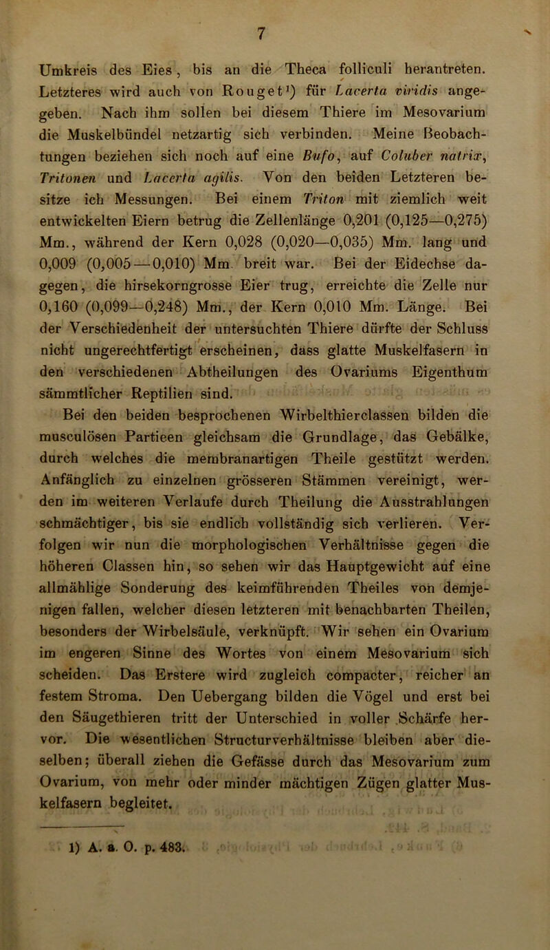 Umkreis des Eies, bis an die Theca folliculi herantreten. Letzteres wird auch von Rouget1) für Lacerta viridis ange- geben. Nach ihm sollen bei diesem Thiere im Mesovarium die Muskelbündel netzartig sich verbinden. Meine Beobach- tungen beziehen sich noch auf eine Bufo, auf Coluber natrix, Tritonen und Laccrta agilis. Von den beiden Letzteren be- sitze ich Messungen. Bei einem Triton mit ziemlich weit entwickelten Eiern betrug die Zellenlänge 0,201 (0,125—0,275) Mm., während der Kern 0,028 (0,020—0,035) Mm. lang und 0,009 (0,005 — 0,010) Mm. breit war. Bei der Eidechse da- gegen, die hirsekorngrosse Eier trug, erreichte die Zelle nur 0,160 (0,099—0,248) Mm., der Kern 0,010 Mm. Länge. Bei der Verschiedenheit der untersuchten Thiere dürfte der Schluss nicht ungerechtfertigt erscheinen, dass glatte Muskelfasern in den verschiedenen Abtheilungen des Ovariums Eigenthum sämmtlicher Reptilien sind. Bei den beiden besprochenen Wirbelthierclassen bilden die musculösen Partieen gleichsam die Grundlage, das Gebälke, durch welches die membranartigen Theile gestützt werden. Anfänglich zu einzelnen grösseren Stämmen vereinigt, wer- den im weiteren Verlaufe durch Theilung die Ausstrahlungen schmächtiger, bis sie endlich vollständig sich verlieren. Ver- folgen wir nun die morphologischen Verhältnisse gegen die höheren Classen hin, so sehen wir das Hauptgewicht auf eine allmählige Sonderung des keimführenden Theiles von demje- nigen fallen, welcher diesen letzteren mit benachbarten Theilen, besonders der Wirbelsäule, verknüpft. Wir sehen ein Ovarium im engeren Sinne des Wortes von einem Mesovarium sich scheiden. Das Erstere wird zugleich compacter, reicher an festem Stroma. Den Uebergang bilden die Vögel und erst bei den Säugethieren tritt der Unterschied in voller Schärfe her- vor. Die wesentlichen Structurverhältnisse bleiben aber die- selben; überall ziehen die Gefässe durch das Mesovarium zum Ovarium, von mehr oder minder mächtigen Zügen glatter Mus- kelfasern begleitet.