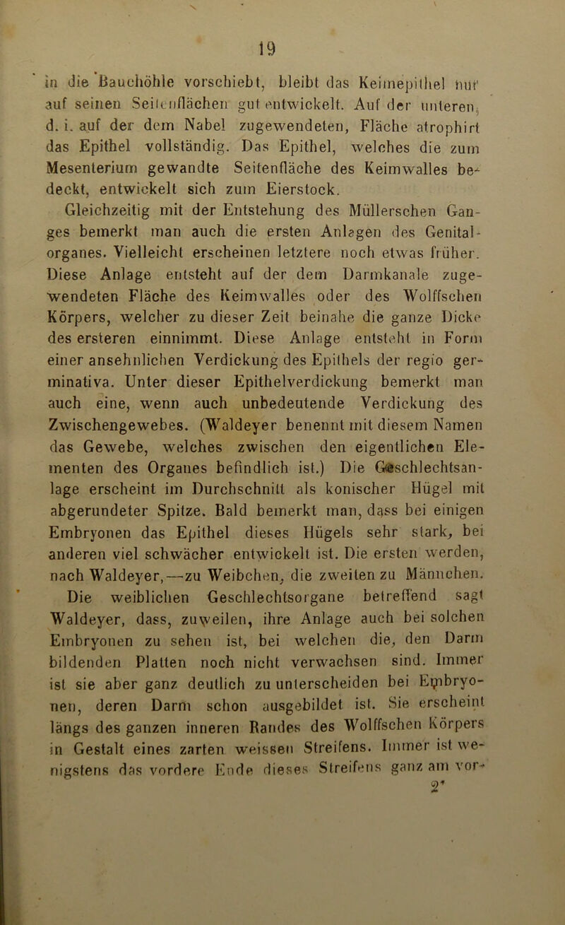 in die Bauchöhle vorschiebt, bleibt das Keimepithel mir auf seinen Sein nflächeii gut entwickelt. Auf der unteren d. i. auf der dein Nabel zugewendeten, Fläche atrophirt das Epithel vollständig. Das Epithel, welches die zum Mesenterium gewandte Seitenfläche des Keimwalles be^ deckt, entwickelt sich zum Eierstock. Gleichzeitig mit der Entstehung des Müllerschen Gan- ges bemerkt man auch die ersten Anlagen des Genital - Organes. Vielleicht erscheinen letztere noch etwas früher. Diese Anlage entsteht auf der dem Darmkanale zuge- wendeten Fläche des Keimwalles oder des Wolffschen Körpers, welcher zu dieser Zeit beinahe die ganze Dicke des ersteren einnimmt. Diese Anlage entsteht in Form einer ansehnlichen Verdickung des Epithels der regio ger- minativa. Unter dieser Epithelverdickung bemerkt man auch eine, wenn auch unbedeutende Verdickung des Zwischengewebes. (Waldeyer benennt mit diesem Namen das Gewebe, welches zwischen den eigentlichen Ele- menten des Organes befindlich ist.) Die G<eschlechtsan- lage erscheint im Durchschnitt als konischer Hügel mit abgerundeter Spitze. Bald bemerkt man, dass bei einigen Embryonen das Epithel dieses Hügels sehr stark, bei anderen viel schwächer entwickelt ist. Die ersten werden, nach Waldeyer,—zu Weibchen, die zweiten zu Männchen. Die weiblichen Geschlechtsorgane betreffend sagt Waldeyer, dass, zuweilen, ihre Anlage auch bei solchen Embryonen zu sehen ist, bei welchen die, den Darm bildenden Platten noch nicht verwachsen sind. Immer ist sie aber ganz deutlich zu unterscheiden bei Embryo- nen, deren Darm schon ausgebildet ist. Sie erscheint längs des ganzen inneren Randes des Wolffschen Körpers in Gestalt eines zarten weissen Streifens. Immer ist we- nigstens das vordere Ende dieses Streifens ganz am vor- r