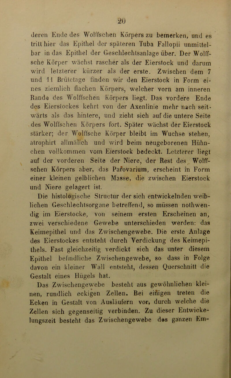 deren Ende des Wolffsclien Körpers zu bemerken, und es tritt hier das Epithel der späteren Tuba Fallopii unmittel- bar in das Epithel der Geschlechlsanlage über. Der Wolff- sche Körper wächst rascher als der Eierstock und darum wird letzterer kürzer als der erste. Zwischen dem 7 und 11 ßrütetage finden wir den Eierstock in Form ei- nes ziemlich flachen Körpers, welcher vorn am inneren Rande des Wolffschen Körpers liegt. Das vordere Ende des Eierstockes kehrt von der Axenlinie mehr nach seit- wärts als das hintere, und zieht sich auf die untere Seite des Wolffschen Körpers fort. Später wächst der Eierstock stärker; der Wölfische Körper bleibt im Wüchse stehen, atrophirt allmälich und wird beim neugeborenen Hühn- chen vollkommen vom Eierstock bedeckt. Letzterer liegt auf der vorderen Seite der Niere, der Rest des Wolff- schen Körpers aber, das Parovarium, erscheint in Form einer kleinen gelblichen Masse, die zwischen Eierstock und Niere gelagert ist. Die histologische Structur der sich entwickelnden weib- lichen Geschlechtsorgane betreffend, so müssen nothwen- dig im Eierstocke, von seinem ersten Erscheinen an, zwei verschiedene Gewebe unterschieden werden: das Keimepithel und das Zwischengewebe. Die erste Anlage des Eierstockes entsteht durch Verdickung des Keimepi- thels. Fast gleichzeitig verdickt sich das unter diesem Epithel befindliche Zwischengewebe, so dass in Folge davon ein kleiner Wall entsteht, dessen Querschnitt die Gestalt eines Hügels hat. Das Zwischengewebe besteht aus gewöhnlichen klei- nen, rundlich eckigen Zellen, ßei einigen treten die Ecken in Gestalt von Ausläufern vor, durch welche die Zellen sich gegenseitig verbinden. Zu dieser Entwicke- lungszeit besteht das Zwischengewebe des ganzen Em-