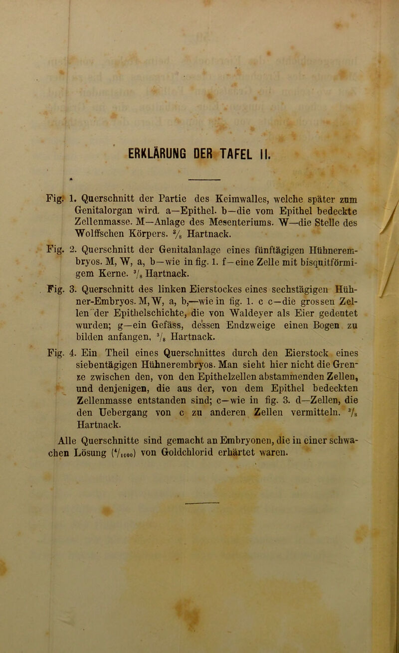 ERKLÄRUNG DER TAFEL II. * Fig. 1. Querschnitt der Partie des Keimwalles, welche später zum Genitalorgan wird, a—Epithel- b—die vom Epithel bedeckte Zellenmasse. M—Anlage des Mesenteriums. W—die Stelle des Wolffschen Körpers. % Hartnack. Fig. 2. Querschnitt der Genitalanlage eines fünftägigen Htihnerem- bryos. M, W, a, b—wie in fig. 1. f—eine Zelle mit bisquitförmi- gem Kerne. 3/8 Hartnack. Fig. 3. Querschnitt des linken Eierstockes eines sechstägigen Hüh- ner-Embryos. M,W, a, b,—wie in fig. 1. c c—die grossen Zel- len der Epithelschichte, die von Waldeyer als Eier gedeutet wurden; g—ein Gefäss, dessen Endzweige einen Bogen zu bilden anfangen, 3/s Hartnack. Fig. 4. Ein Theil eines Querschnittes durch den Eierstock eines siebentägigen Hühnerembryos. Man sieht hier nicht die Gren- ze zwischen den, von den Epithelzellen abstammenden Zellen, und denjenigen, die aus der, von dem Epithel bedeckten Zellenmasse entstanden sind; c—wie in fig. 3. d—Zellen, die den Uebergang von c zu anderen Zellen vermitteln. 7« Hartnack. Alle Querschnitte sind gemacht an Embryonen, die in einer schwa- chen Lösung (Viooo) von Goldchlorid erhärtet waren.