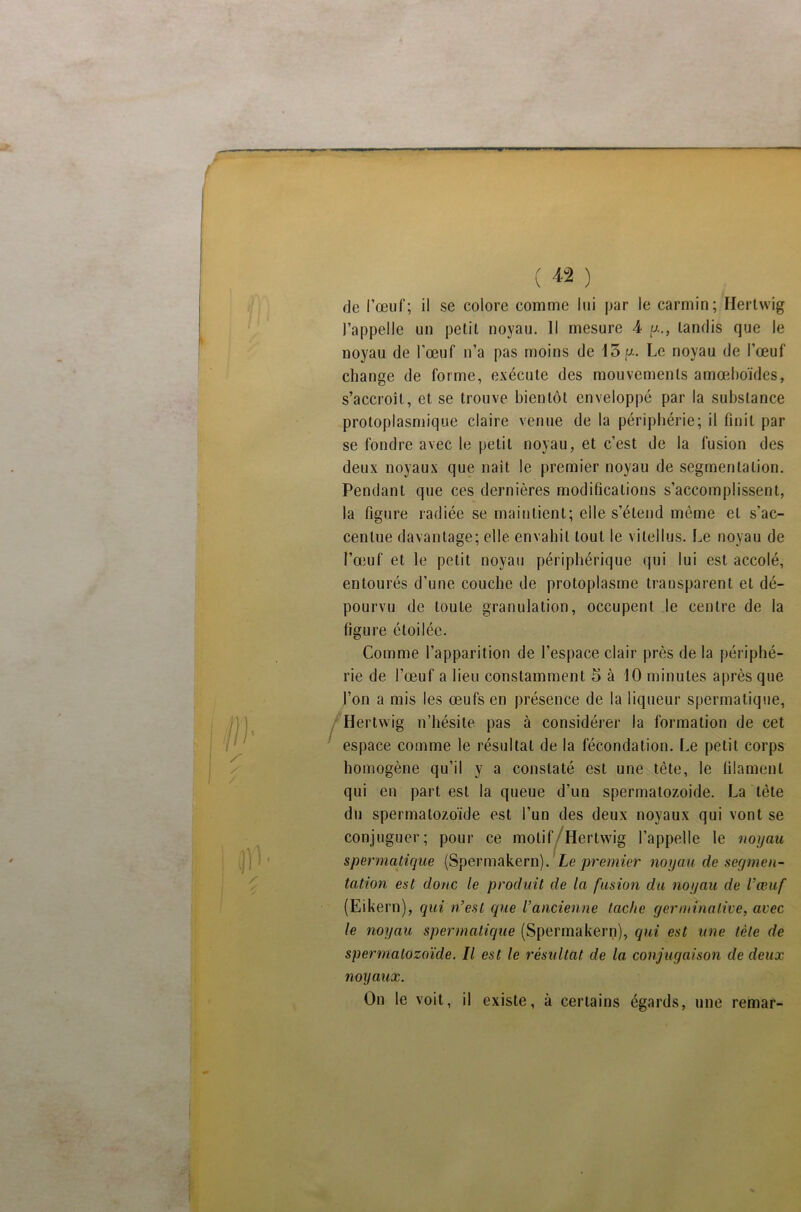 ///) /■ X / ( 42 ) fie l’œuf; il se colore comme lui par le carmin; Hertwig l’appelle un petil noyau. Il mesure 4 y.., tandis que le noyau de l’œuf n’a pas moins de 15 p.. Le noyau de l’œuf change de forme, exécute des mouvements amœboïdes, s’accroît, et se trouve bientôt enveloppé par la substance protoplasmique claire venue de la périphérie; il finit par se fondre avec le petil noyau, et c’est de la fusion des deux noyaux que naît le premier noyau de segmentation. Pendant que ces dernières modifications s’accomplissent, la figure radiée se maintient; elle s’étend même et s’ac- centue davantage; elle envahit tout le vilellus. Le noyau de l’œuf et le petit noyau périphérique qui lui est accolé, entourés d’une couche de protoplasme transparent et dé- pourvu de toute granulation, occupent le centre de la figure étoilée. Comme l’apparition de l’espace clair près de la périphé- rie de l’œuf a lieu constamment 5 à 10 minutes après que l’on a mis les œufs en présence de la liqueur spermatique, Hertwig n’hésite pas à considérer la formation de cet espace comme le résultat de la fécondation. Le petit corps homogène qu’il y a constaté est une tête, le filament qui en part est la queue d’un spermatozoïde. La tête du spermatozoïde est l’un des deux noyaux qui vont se conjuguer; pour ce motif Hertwig l’appelle le noyau spermatique (Spermakern). Le premier noyau de segmen- tation est donc le produit de la fusion du noyau de l’œuf (Eikern), qui n’est que l’ancienne tache germinative, avec le noyau spermatique (Spermakern), qui est une tète de spermatozoïde. Il est le résultat de la conjugaison de deux noyaux. On le voit, il existe, à certains égards, une remar-