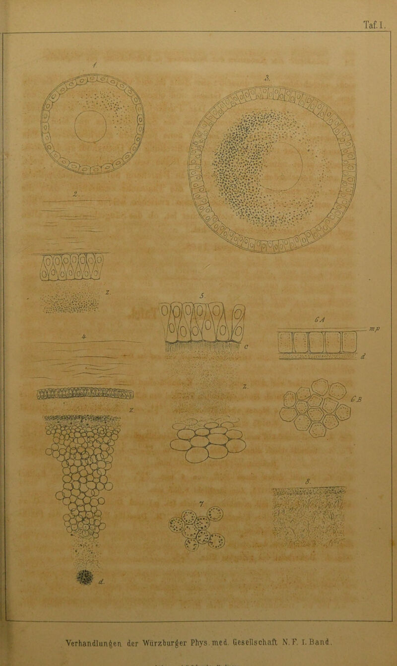 Taf.I • » A » . . ' - , '■ ■r. '-' x\. mp z. • '■■ t- ■ .  «' J'; ' ■ > .* . Verhandlungen der Würzburger Physmed. Gesellschaft N. F. I. Band.