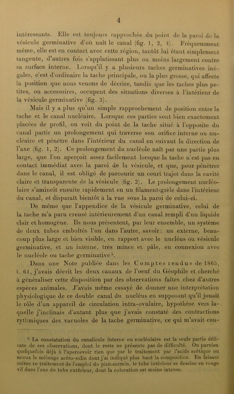 intéressants. Elle est toujours rapprochée du point de la paroi de la vésicule germinative d’où naît le canal (fig. 1, 2, 4). Fréquemment même, elle est en contact avec cette région, tantôt lui étant simplement tangente, d’autres fois s’applatissant plus ou moins largement contre sa surface interne. Lorsqu’il y a plusieurs taches germinatives iné- gales, c’est d’ordinaire la tache principale, ou la plus grosse, qui affecte la position que nous venons de décrire, tandis que les taches plus pe- tites, ou accessoires, occupent des situations diverses à l’intérieur de la vésicule germinative (fig. 3). Mais il y a plus qu’un simple rapprochement de position entre la tache et le canal nucléaire. Lorsque ces parties sont bien exactement placées de profil, on voit du point de la tache situé à l’opposite du canal partir un prolongement qui traverse son orifice interne ou nu- cléaire et pénètre dans l’intérieur du canal en suivant la direction de l’axe (fig. 1,2). Ce prolongement du nucléole naît par une partie plus large, que l’on aperçoit assez facilement lorsque la tache n’est pas en contact immédiat avec la paroi de la vésicule, et que, pour pénétrer dans le canal, il est obligé de parcourir un court trajet dans la cavité claire et transparente de la vésicule (fig. 2). Le prolongement uucléo- laire s’amincit ensuite rapidement en un filament'grêle dans l’intérieur du canal, et disparaît bientôt à la vue sous la paroi de celui-ci. De même que l’appendice de la vésicule germinative, celui de la tache m’a paru creusé intérieurement d’un canal rempli d’un liquide clair et homogène. Ils nous présentent, par leur ensemble, un système de deux tubes emboîtés l’un dans l’autre, savoir: un externe, beau- coup plus large et bien visible, en rapport avec le nucléus ou vésicule germinative, et un interne, très mince et pâle, en connexion avec le nucléole ou tache germinative5. Dans une Note publiée dans les Comptes rendus de 1865, t. 61, j’avais décrit les deux canaux de l’oeuf du Géophile et cherché à généraliser cette disposition par des observations faites chez d’autres espèces animales. J’avais même essayé de donner une interprétation physiologique de ce double canal du nucléus en supposant qu’il jouait le rôle d’un appareil de circulation intra-ovulaire, hypothèse vers la- . quelle j’inclinais d’autant plus que j’avais constaté des contractions rythmiques des vacuoles de la tache germinative, ce qui m’avait cou- 5 La constatation du canalicule interne ou nucléolaire est la seule partie déli- cate de ces observations, dont le reste ne présente pas de difficulté. On parvien quelquefois déjà à l’apercevoir rien que par le traitement par l’acide acétique ou mieux le mélange acéto-salin dont j’ai indiqué plus haut la composition. En faisant suivre ce traitement de l’emploi du picrucarmin, le tube intérieur se dessine en rouge vif dans l’axe du tube extérieur, dont la coloration est moins intense.