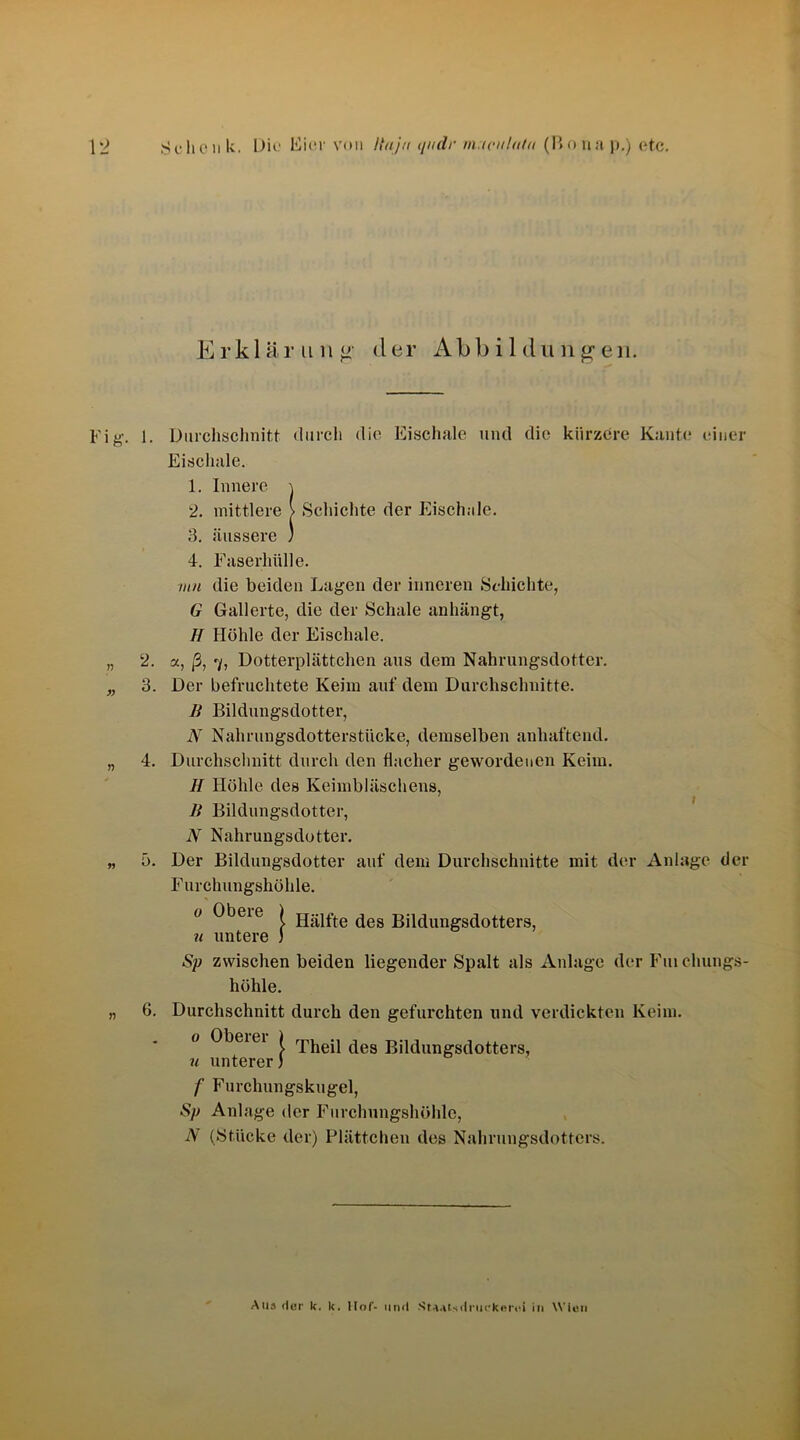 Erklärung der Abbildungen. n 1. Durchschnitt durch die Eischale und die kürzere Kante einer Eischale. 1. Innere \ 2. mittlere > Schichte der Eischale. 3. äussere ) 4. Faserhülle. mn die beiden Lagen der inneren Schichte, G Gallerte, die der Schale anhängt, H Höhle der Eischale. 2. a, ß, 7, Dotterplättchen aus dem Nahrungsdotter. 3. Der befruchtete Keim auf dem Durchschnitte. li Bildungsdotter, N Nahrungsdotterstücke, demselben anhaftend. 4. Durchschnitt durch den flacher gewordenen Keim. H Höhle des Keimbläschens, li Bildungsdotter, N Nahrungsdotter. 5. Der Bildungsdotter auf dem Durchschnitte mit der Anlage der Furchungshöhle. 0 ^>'3eie l Hälfte des Bildungsdotters, u untere ) Sp zwischen beiden liegender Spalt als Anlage der Fm clmngs- liöhle. 6. Durchschnitt durch den gefurchten und verdickten Keim. u Obeiei ) rrheii c|es Bildungsdotters, u unterer) f Furchungskugel, Sp Anlage der Furchungshöhle, N (Stücke der) Plättchen des Nahrungsdotters. Aus der k, k. Hof- und .StAAtsdruckeret in Wien