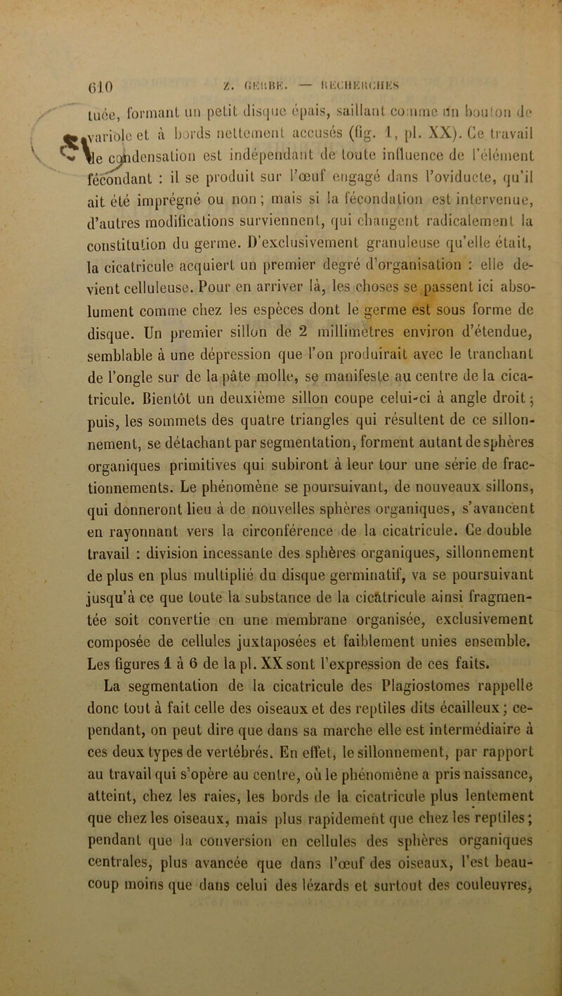 tuée, formant un petit disque épais, saillant comme un boulon de qgftvariole et à bords nettement accusés (fig. 1, pl. XX). Ce travail ■ ^ \e condensation est indépendant de toute influence de l’élément fécondant : il se produit sur l’œuf engagé dans l’oviducte, qu’il ait été imprégné ou non ; mais si ia fécondation est intervenue, d’autres modifications surviennent, qui changent radicalement la constitution du germe. D’exclusivement granuleuse qu’elle était, la cicatricule acquiert un premier degré d’organisation : elie de- vient celluleuse. Pour en arriver là, les choses se passent ici abso- lument comme chez les espèces dont le germe est sous forme de disque. Un premier sillon de 2 millimétrés environ d’étendue, semblable à une dépression que l’on produirait avec le tranchant de l’ongle sur de la pâte molle, se manifeste au centre de la cica- tricule. Bientôt un deuxième sillon coupe celui-ci à angle droit; puis, les sommets des quatre triangles qui résultent de ce sillon- nement, se détachant par segmentation, forment autant de sphères organiques primitives qui subiront à leur tour une série de frac- tionnements. Le phénomène se poursuivant, de nouveaux sillons, qui donneront lieu à de nouvelles sphères organiques, s’avancent en rayonnant vers la circonférence de la cicatricule. Ce double travail : division incessante des sphères organiques, sillonnement de plus en plus multiplié du disque germinatif, va se poursuivant jusqu’à ce que toute la substance de la cicâtricule ainsi fragmen- tée soit convertie en une membrane organisée, exclusivement composée de cellules juxtaposées et faiblement unies ensemble. Les figures 1 à 6 de la pl. XXsont l’expression de ces faits. La segmentation de la cicatricule des Plagiostomes rappelle donc tout à fait celle des oiseaux et des reptiles dits écailleux; ce- pendant, on peut dire que dans sa marche elle est intermédiaire à ces deux types de vertébrés. En effet, le sillonnement, par rapport au travail qui s’opère au centre, où le phénomène a pris naissance, atteint, chez les raies, les bords de la cicatricule plus lentement que chez les oiseaux, mais plus rapidement que chez les reptiles; pendant que la conversion en cellules des sphères organiques centrales, plus avancée que dans l’œuf des oiseaux, l’est beau- coup moins que dans celui des lézards et surtout des couleuvres,