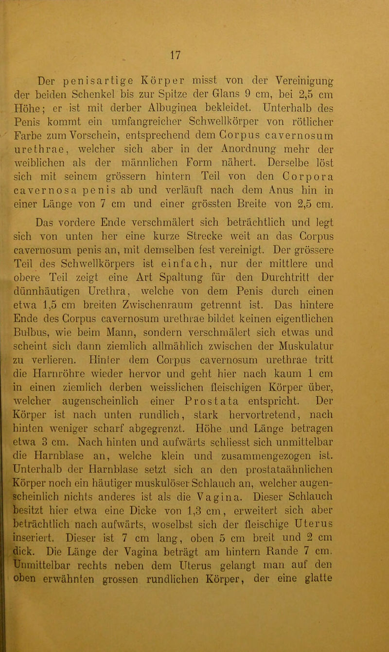 Der penisartige Körper misst von der Vereinigung der beiden Schenkel bis zur Spitze der Glans 9 cm, bei 2,5 cm Höhe; er ist mit derber Albuginea bekleidet. Unterhalb des Penis kommt ein umfangreicher Schwellkörper von rötlicher Farbe zum Vorschein, entsprechend dem Corpus cavernosum urethrae, welcher sich aber in der Anordnung mehr der weiblichen als der männlichen Form nähert. Derselbe löst sich mit seinem grossem hintern Teil von den Corpora cavernosa penis ab und verläuft nach dem Anus hin in einer Länge von 7 cm und einer grössten Breite von 2,5 cm. Das vordere Ende verschmälert sich beträchtlich und legt sich von unten her eine kurze Strecke weit an das Corpus cavernosum penis an, mit demselben fest vereinigt. Der grössere Teil des Schwellkörpers ist einfach, nur der mittlere und obere Teil zeigt eine Art Spaltung für den Durchtritt der dünnhäutigen Urethra, welche von dem Penis durch einen etwa 1,5 cm breiten Zwischenraum getrennt ist. Das hintere Ende des Corpus cavernosum urethrae bildet keinen eigentlichen Bulbus, wie beim Mann, sondern verschmälert sich etwas und scheint sich dann ziemlich allmählich zwischen der Muskulatur zu verlieren. Hinter dem Corpus cavernosum urethrae tritt die Harnröhre wieder hervor und geht hier nach kaum 1 cm in einen ziemlich derben weisslichen fleischigen Körper über, welcher augenscheinlich einer Prostata entspricht. Der Körper ist nach unten rundlich, stark hervortretend, nach hinten weniger scharf abgegrenzt. Höhe und Länge betragen etwa 3 cm. Nach hinten und aufwärts schliesst sich unmittelbar die Harnblase an, welche klein und zusammengezogen ist. Unterhalb der Harnblase setzt sich an den prostataähnlichen Körper noch ein häutiger muskulöser Schlauch an, welcher augen- scheinlich nichts anderes ist als die Vagina. Dieser Schlauch besitzt hier etwa eine Dicke von 1,3 cm, erweitert sich aber beträchtlich nach aufwärts, woselbst sich der fleischige Uterus inseriert. Dieser ist 7 cm lang, oben 5 cm breit und 2 cm dick. Die Länge der Vagina beträgt am hintern Rande 7 cm. Unmittelbar rechts neben dem Uterus gelangt man auf den oben erwähnten grossen rundlichen Körper, der eine glatte