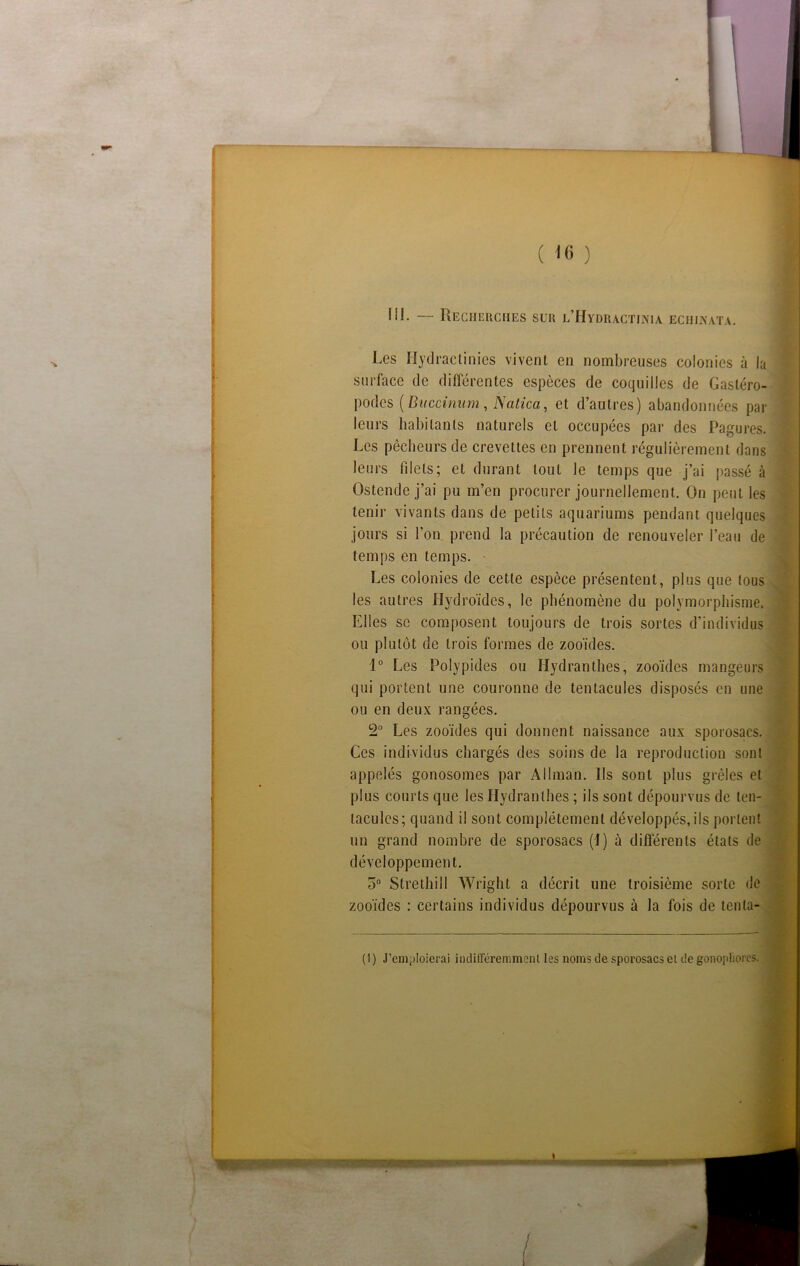 Les Ilydraclinies vivent en nombreuses colonies à la surface de différentes espèces de coquilles de Gastéro- podes ( Buccinum , Natica, et d’autres) abandonnées par leurs habitants naturels et occupées par des Pagures. Les pêcheurs de crevettes en prennent régulièrement dans leurs filets; et durant tout le temps que j’ai passé à Ostendej’ai pu m’en procurer journellement. On peut les tenir vivants dans de petits aquariums pendant quelques jours si l’on prend la précaution de renouveler l’eau de temps en temps. - Les colonies de cette espèce présentent, plus que tous les autres Hydroïdes, le phénomène du polymorphisme. Elles se composent toujours de trois sortes d’individus ou plutôt de trois formes de zooïdes. 1° Les Polypides ou Hydranthes, zooïdes mangeurs qui portent une couronne de tentacules disposés en une ou en deux rangées. 2° Les zooïdes qui donnent naissance aux sporosacs. Ces individus chargés des soins de la reproduction sont appelés gonosomes par Allman. Ils sont plus grêles et plus courts que les Hydranthes ; ils sont dépourvus de ten- tacules; quand il sont complètement développés,ils portent un grand nombre de sporosacs (1) à différents états de développement. o° Strethill Wright a décrit une troisième sorte de zooïdes : certains individus dépourvus à la fois de tenta- (I) J’emploierai indifféremment les noms de sporosacs et de gonopliorcs.