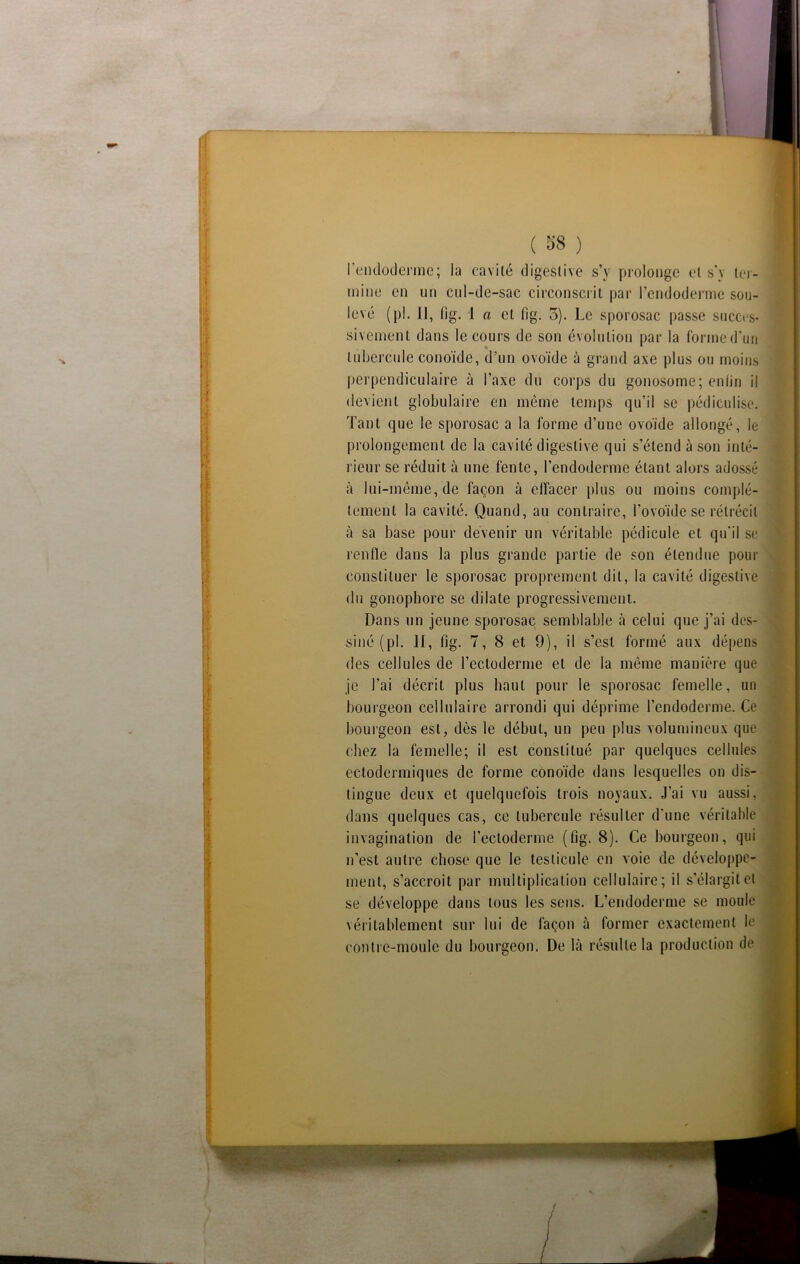 If# fil ( 38 ) l’endoderme; la cavité digestive s’y prolonge et s’y ter- mine en un cul-de-sac circonscrit par l’endoderme sou- levé (pl. Il, fig. 1 a et fig. 3). Le sporosac passe succes- sivement dans le cours de son évolution par la forme d’un tubercule conoïde, d’un ovoïde à grand axe plus ou moins perpendiculaire à l’axe du corps du gonosome; enfin il devient globulaire en même temps qu’il se pédiculise. Tant que le sporosac a la forme d’une ovoïde allongé, le prolongement de la cavité digestive qui s’étend à son inté- rieur se réduit à une fente, l’endoderme étant alors adossé à lui-même, de façon à effacer plus ou moins complè- tement la cavité. Quand, au contraire, l’ovoïde se rétrécit à sa base pour devenir un véritable pédicule et qu'il se renfle dans la plus grande partie de son étendue pour constituer le sporosac proprement dit, la cavité digestive du gonophore se dilate progressivement. Dans un jeune sporosac semblable à celui que j’ai des- siné (pl. II, fig. 7, 8 et 9), il s’est formé aux dépens des cellules de l’ectoderrne et de la même manière que. je l’ai décrit plus haut pour le sporosac femelle, un bourgeon cellulaire arrondi qui déprime l’endoderme. Ce bourgeon est, dès le début, un peu plus volumineux que chez la femelle; il est constitué par quelques cellules ectodermiques de forme conoïde dans lesquelles on dis- tingue deux et quelquefois trois noyaux. J’ai vu aussi, dans quelques cas, ce tubercule résulter d’une véritable invagination de l’ectoderme (fig. 8). Ce bourgeon, qui n’est autre chose que le testicule en voie de développe- ment, s’accroît par multiplication cellulaire; il s’élargit et se développe dans tous les sens. L’endoderme se moule véritablement sur lui de façon à former exactement le contre-moule du bourgeon. De là résulte la production de