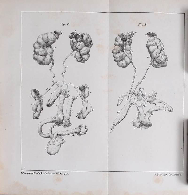 SüK2tngsberi£ht& derk. b.Jmderrue d, )V'/863.I/r. S.Mmsingers hth.JnstaÜz.