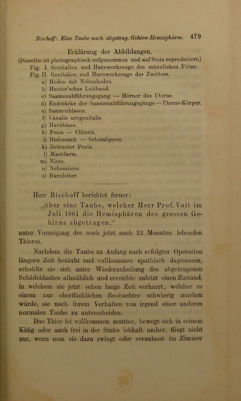 Erklärung der Abbildungen. (Dieselbe ist photographisch aufgenommen und auf Stein reproduciert.) Fig. I. Genitalien und Harnwerkzeuge des männlichen Fötus. Fig. II. Genitalien und Harnwerkzeuge des Zwitters. a) Hoden mit Nebenhoden. b) Hunter’sches Leitband. c) Saamenabführungsgang — Hörner des Uterus. d) Endstücke der Saamenabführungsgänge — Uterus-Körper. e) Saamenblasen. f) Canalis urogenitalis. g) Harnblase. h) Penis — Clitoris. i) Hodensack — Schamlippen, k) Iletraotor Penis. 1) Mastdarm. m) Niere. n) Nebenniere. o) Harnleiter. Herr Bischoff berichtet ferner: „über eiue Taube, welcher Herr Prof. Voit im Juli 1861 die Hemisphären des grossen Ge- hirns abgetragen,“ unter Vorzeigung des noch jetzt nach 22 Monaten lebenden Thier es. Nachdem die Taube zu Anfang nach erfolgter Operation längere Zeit betäubt und vollkommen apathisch dagesessen, erhohlte sie sich unter Wiederanheilung des abgetragenen Schädeldaches allmählich und erreichte zuletzt einen Zustand, in welchem sie jetzt schon lange Zeit verharrt, welcher es einem nur oberflächlichen Beobachter schwierig machen würde, sie nach ihrem Verhalten von irgend einer anderen normalen Taube zu unterscheiden. Das Thier ist vollkommen munter, bewegt sich in seinem Käfig oder auch frei in der Stube lebhaft umher, fliegt nicht nur, wenn man sie dazu zwingt oder veranlasst im Zimmer