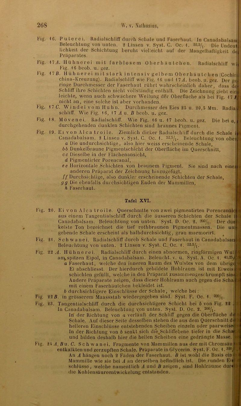 Fi Fig. w| I' Fig. 16. Puterei. RadialschlifT durch Schale und Faserhaut. In Canadabalsau Beleuchtung von unten. 2 Linsen v. Syst. C. Oc. 1. 52,5/j. oje Undeul lichkeit der Schichtung beruht vielleicht auf der Mangelhaftigkeit d<s Präparates. 17.4. Hühnerei mit farblosem 0 h e r h ä u t c h e n. Radialschliff Fig. 16 beob. u.. gez. 17/4. Hühnerei mit stark intensiv gelbem Oberhäulchen (Cochirji china-Kreuzung). Radialschliff wie Fig. 16 und 17,4. beob. u. gez. Der g<| ringe Durchmesser der Faserhaut rührt wahrscheinlich daher, dass d Schliff ihre Schichten nicht vollständig enthält. Die Zeichnung giebt ein! leichte, wenn auch schwächere Wellung d6r Oberfläche als bei Fig. 17 / nicht an, eine solche ist aber vorhanden. 17C. Windei vom Huhn. Durchmesser des Eies 25 u. 20,5 Mm. Radial schliff. Wie Fig. 16, 17 A u. D beob. u. gez. Mövenei. Radialschliff. Wie Fig. 16 u. 17 beob. u. gez. Die bei a, durchgehenden dunklen Schichten sind braunes Pigment. Ei von Al ca troi le. Ziemlich dicker Radialschliff durch die Schale i Canadabalsam. 2 Linsen v. Syst. C. Oc. 1. 52,5/^ Beleuchtung von obei a Die undurchsichtige, also hier weiss erscheinende Schale, bb Dunkelbraune Pigmentschicht der Oberfläche im Querschnitt, cc Dieselbe in der Flächenansicht, d Pigmentirter Porencanal, ee Horizontale Schichten von braunem Pigment. Sie sind nach einei anderen Präparat der Zeichnung hinzugefügt. /■/Durchsichtige, also dunkler erscheinende Schichten der Schale, gg Die ebenfalls durchsichtigen Enden der Mammillen, h Faserhaut. Fig. Fig 1 8. 19. Tafel XVI. Fig. 20. Fig. 21 1 Fig. Ei von AI ca troile. Querschnitte von zwei pigmentirten Porencanäi aus einem Tangentialschliff durch die äusseren Schichten der Schale i|-fj Canadabalsam. Beleuchtung von unten. Syst. D. Oc. 2. 200/!. Der duB tl kelste Ton bezeichnet die tief rothbraunen Pigmentmassen. Die unti gebende Schale erscheint als halbdurchsichtig, grau marmorirt Schwanei. Radialschliff durch Schale und Faserhaut in Canadabalsau Beleuchtung von unten. 2 Linsen v. Syst. C. Oc. 1. 52,5/j. 22.4. Hühnerei. Radialschliff durch einen abnormen, ringförmigen Wul arc^spitzen Eipol, in Canadabalsam. Beleucht, v. u. Syst. A. Oc. 1. 41-25 o Faserhaut, welche den inneren Raum des Wulstes von dem übrige Ei abscbliesst. Der hierdurch gebildete Hohlraum ist mit Eiweisij schichten gefüllt, welche in den Präparat zusamrnengeschruinpft sin« # Andere Präparate zeigen, dass dieser Hohlraum auch gegen die Scha mit einem Faserhäufchen bekleidet ist. b durchsichtigere Einschlüsse der Schale, welche bei: ;:s Fig. 22 B. in grösserem Maassstab wiedergegeben sind. Syst. F. Oc. 1. 320/i. Fig. 23. Tangentialschliff durch die durchsichtigere Schicht bei b von Fig. 22 In Canadabalsam. Beleuchtung \on unten. Syst. D. Oc. 2 . 200/i. In der Richtung von a verläuft der Schliff gegen die Oberfläche d< Schale. Auf dieser Seite desselben stehen die aus dem Querschnitt di N helleren Einschlüsse entstehenden Scheiben einzeln oder paarweise# h In der Richtung von b senkt sich die.Schliffebene tiefer in die Schal ä und bilden deshalb hier die hellen Scheiben eine gedrängte Masse.1™ Fig. ibA.Bu.C. Schwanei. Fragmente von Mammillen aus der mit Chromsäu bw entkalkten und zerzupften Schale. Präparate in Glycerin. Syst. F. Oc. 1.3ä0/ , An A hängen noch 2 Fäden der Faserhaut. /4 ist wohl die Basis ein«> Mannmille wie sie bei A an derselben befindlich ist. Die runden Eil Schlüsse, welche namentlich A und B zeigen, sind Hohlräume duMjflj die Kohlensäureentwickelung entstanden.