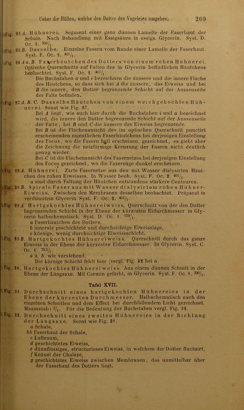l Fi. 25/L Hühnerei. Segment einer ganz dünnen Lamelle der Faserbaut der Schale. Nach Behandlung mit Essigsäure in essigs. Glycerin. Syst. D. Oc. 3. 350/j. i pjcr 25 B. Dasselbe. Einzelne Fasern vom Rande einer Lamelle der Faserhaut. Syst. F. Oc. 2. 40i/,. Fig. 26 d u. ß F a %er h äu t c h e n des Dotters von einem rohen Hühnerei. Optische Querschnitte auf Falten des in Glycerin befindlichen Häutchens beobachtet. Syst. F. Oc. 2. 40i/, Die Buchstaben a und i bezeichnen die äussere und die innere Fläche des Häutchens, so dass sich bei A die äussere, das Eiweiss und bei B die innere, den Dotter begrenzende Schicht auf der Aussenseite der Falte befinden. i Fig. 27 A. B. C. Dasselbe Häutchen von einem weichgekochten Hüh- nerei. Sonst wie Fig. 27. Bei A liegt, wie auch hier durch die Buchstaben i und a bezeichnet wird, die. innere den Dotter begrenzende Schicht auf der Aussenseite der Falte , bei B und C die äussere das Eiweiss begrenzende. Bei B ist die Flächenansicht des im optischen Querschnitt punctirt erscheinenden eigentlichen Faserhäutchens bei derjenigen Einstellung des Focus, wo die Fasern Rgll erscheinen, gezeichnet, es giebt aber die Zeichnung die netzförmige Kreuzung der Fasern nicht deutlich genug wieder. Bei C ist die Flächenansicht des Fasernetzes bei derjenigen Einstellung des Focus gezeichnet, wo die Faserzüge dunkel erscheinen. Fig. 28d. Hühnerei. Zarte Fasernetze aus den mit Wasser dialysirten Häut- chen des rohen Eiweisses. In Wasser beob. Syst. F. Oc. 2. 401/,. a sind durch Faltung der Häutchen entslandene stärkere Contouren. Fig: 28 B. Spirale Faser aus mit Wasser dialysirtem rohen Hühner- Eiweiss. Zwischen den Membranen desselben beobachtet. Präparat in verdünntem Glycerin Syst. F. Oc. 2. 401/1. Fig. 29 A. Hartgekochtes Hühnerei w eis s. Querschnitt von der den Dotter begrenzenden Schicht in der Ebene der kürzesten Eidurchmesser in Gly- cerin halbschematisch. Syst. D. Oc. 1. ,59/t. a Faserhäutchen des Dotters, b innerste geschichtete und durchsichtige Eiweisslage, c körnige, wenig durchsichtige Eiweissschicht. Fig. 29B. Hartgekochtes Hühn erei weiss. Querschnitt durch das ganze Eiweiss in der Ebene der kürzesten Eidurchmesser. In' Glycerin. Syst. C. Oc. I. 73,5/,. a u. b. wie vorstehend. Die körnige Schicht fehlt hier (vergl. Fig. 32 hei a. Fig. 30. Hartgekochtes Hühner ei weiss. Aus einem dünnen Schnitt in der Ebene der Längsaxe. Mit Carmin gefärbt, in Glycerin. Syst. F. Oc. 1. 32%. Tafel XVII. fig- 31. Durchschnitt eines hartgekochten Hühnereies in der Ebene der kürzesten Durchmesser. Halbschematisch nach den einzelnen Schnitten und dem Effect bei durchfallendem Licht gezeichnet. Maassstab: 2/,. Für die Bedeutung der Buchstaben vergl. Fig. 32. Fig. 32. Durchschnitt eines zweiten Hühnereies in der Richtung der Längsaxe. Sonst wie Fig. 31. a Schale, bb Faserhaut der Schale, c Luftraum, d geschichtetes Eiweiss, e dünnflüssiges, structurloses Eiweiss, in welchem der Dotter fiuctuirt, f Knäuel der Chalaze, g geschichtetes Eiweiss zwischen Membranen, das unmittelbar über der Faserhaut des Dotters liegt.