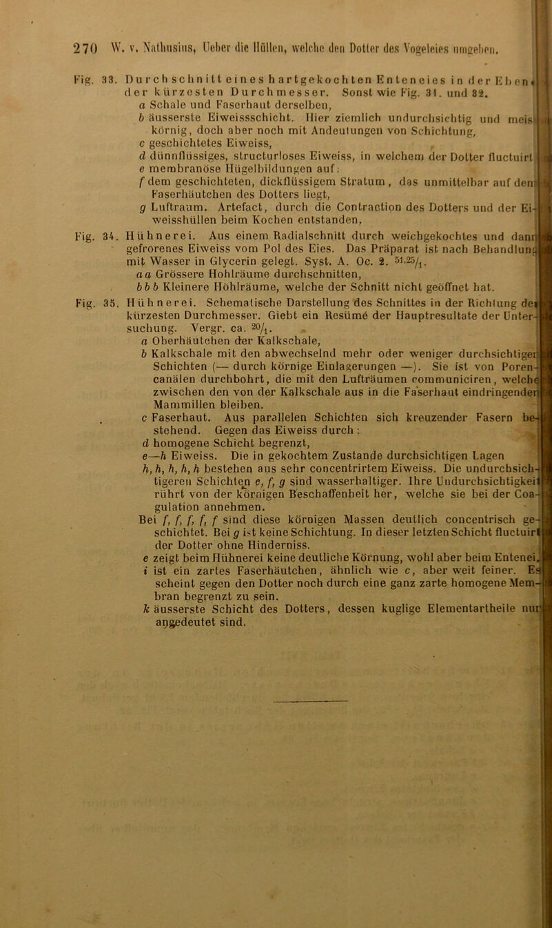 Kig. 3 3. Durch sc hnitteines hartgekochten Enteneies i n d e r E1) e n < der kürzesten Durchmesser. Sonst wie Kig. 31. und 32. a Schale und Faserhaut derselben, b äusserste Eiweissschicht. Hier ziemlich undurchsichtig und rneis körnig, doch aber noch mit Andeutungen von Schichtung, c geschichtetes Eiweiss, d dünnflüssiges, structurloses Eiweiss, in welchem der Dotter fluctuirl, e membranöse Hügelbildungen auf: * | f dem geschichteten, dickflüssigem Stratum, das unmittelbar auf den' 4 Kaserhäutchen des Dotters liegt, g Luftraum. Artefact, durch die Contraction des Dotters und der Ei-pi weisshüllen beim Kochen entstanden. Kig. 35. Kig. 34. Hühnerei. Aus einem Radialschnitt durch weichgekochtes und dann gefrorenes Eiweiss vom Pol des Eies. Das Präparat ist nach Behandlung mit Wasser in Glycerin gelegt. Syst. A. Oc. 2. 5i,25/t. aa Grössere Hohlräume durchschnitten, bbb Kleinere Höhlräume, welche der Schnitt nicht geöffnet hat. Hühnerei. Schematische Darstellung des Schnittes in der Richtung de* kürzesten Durchmesser. Giebt ein Resüme der Hauptresultate der Unter- suchung. Vergr. ca. 2%. n Oberhäutchen der Kalkschale, b Kalkschale mit den abwechselnd mehr oder weniger durchsichtige Schichten (— durch körnige Einlagerungen —). Sie ist von Poren- canälen durchbohrt, die mit den Lufträumen communiciren, welch zwischen den von der Kalkschale aus in die Fa'serhaut eindringende Mammillen bleiben. c Faserhaut. Aus parallelen Schichten sich kreuzender Fasern be- stehend. Gegen das Eiweiss durch : d homogene Schicht begrenzt, e—h Eiweiss. Die in gekochtem Zustande durchsichtigen Lagen h, h, h, h, h bestehen aus sehr concentrirtem Eiweiss. Die undurchsich- tigeren Schichten e, f, g sind wasserhaltiger. Ihre Undurchsichtigkeil rührt von der körnigen Beschaffenheit her, welche sie bei der Coa- gulation annehmen. Bei f, f, f, f, f sind diese körnigen Massen deutlich concentrisch ge schichtet. Bei g ist keine Schichtung. In dieser letzten Schicht fluctuirl der Dotter ohne Hinderniss. | e zeigt beim Hühnerei keine deutliche Körnung, wohl aber beim Entenei, i ist ein zartes Faserhäutchen, ähnlich wie c, aber weit feiner. E scheint gegen den Dotter noch durch eine ganz zarte homogene Mem- bran begrenzt zu sein. k äusserste Schicht des Dotters, dessen kuglige Elementartheile nu angedeutet sind.