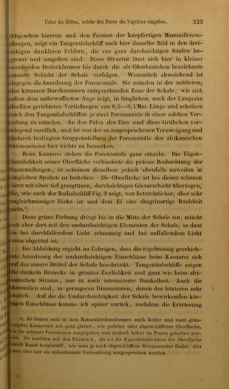 hter- []ielu< 8 äst»! Abgesehen hiervon und den Formen der knopfartigen Mammillenen- dungen, zeigt ein Tangentialschliff- auch hier dasselbe Bild in den drei- eckigen dunkleren Feldern, die von ganz durchsichtigen Säulen be- grenzt und umgeben sind. Diese Structur lässt sich hier in kleiner werdenden Dreieckformen bis durch die als Oberhäutchen bezeichnete iussere Schicht der Schale verfolgen. Wesentlich abweichend ist (dagegen die Anordnung der Porencanäle. Sie münden in der mittleren* len kürzeren Durchmessern entsprechenden Zone der Schale, wie sich schon dem unbewaffneten Auge zeigt, in länglichen, nach der Längsaxe l ies Eies gerichteten Vertiefungen von 0,5—0,iMm. Länge und scheinen nach den Tangentialschliffen je zwei Porencanäle in einer solchen Ver- iefung zu münden. An den Polen des Eies sind diese Grübchen vor- wiegend rundlich, und ist von der so ausgesprochenen Verzweigung und (dadurch bedingten Gruppenstellung der Porencanäle des afrikanischen •Gtrausseneies hier nichts zu bemerken. Beim Kasuarei stehen die Porencanäle ganz einzeln. Die Eigen- hümlichkeit seiner Oberfläche verhinderte die präcise Beobachtung der Ausmündungen, es scheinen dieselben jedoch ebenfalls zuweilen in länglichen Spalten zu bestehen. Die Oberfläche ist bei diesen schönen Eiern mit einer tief grasgrünen, durchsichtigen Glasurschicht überzogen, i lie, wie auch der Radialschlilf Fig. 2 zeigt, von beträchtlicher, aber sehr ; mgleichmässiger Dicke ist und dem Ei eine chagrinartige Rauhheit jjiücbl.1) Diese grüne Färbung dringt bis in die Mitte der Schale ein, mischt l ieh aber dort mit den undurchsichtigen Elementen der Schale, so dass ie bei durchfallendem Licht schmutzig und bei auffallendem Licht veiss abgetönt ist. Die Abbildung ergiebt im Uebrigen, dass die regelmässig geschich- eto Anordnung der undurchsichtigen Einschlüsse beim Kasuarei sich tuf das innere Drittel der Schale beschränkt. Tangentialschliffe zeigen lie dunkeln Dreiecke in grösster Zierlichkeit und ganz wie beim afri- kanischen Strauss, nur in noch intensiverer Dunkelheit. Auch die »lammilien sind, in geringeren Dimensionen, denen des letzteren sehr 1 hnlich. Auf die die Undurchsichtigkeit der Schale bewirkenden kör- Ogen Einschlüsse komme ich später zurück, nachdem die Erörterung L Es finden sich in den Naturaiienhandlungen auch heller und malt grün- efärhtc Kasuareier mit ganz glatter, wie polirter oder abgescldiflener Oberfläche, ie für seltnere Variationen ausgegeben und deshalb hoher im Preise gehalten wer- en. Sie machten mir den Eindruck, als sei die Eigentümlichkeit der Oberfläche äirch Kunst hergestellt, wie man ja auch abgescldifTenc Strausseneicr findet; dies ani1 ahcr nur als unbestimmte Vermutung ausgesprochen werden.
