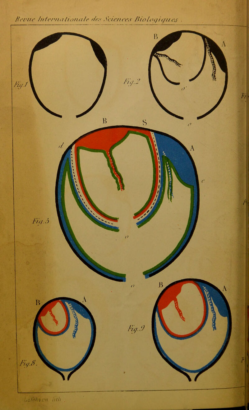 !,cfhh\i:n ht h Revue hiicr'/iationxile t/es Sciences /lio/ocjiV///es ■