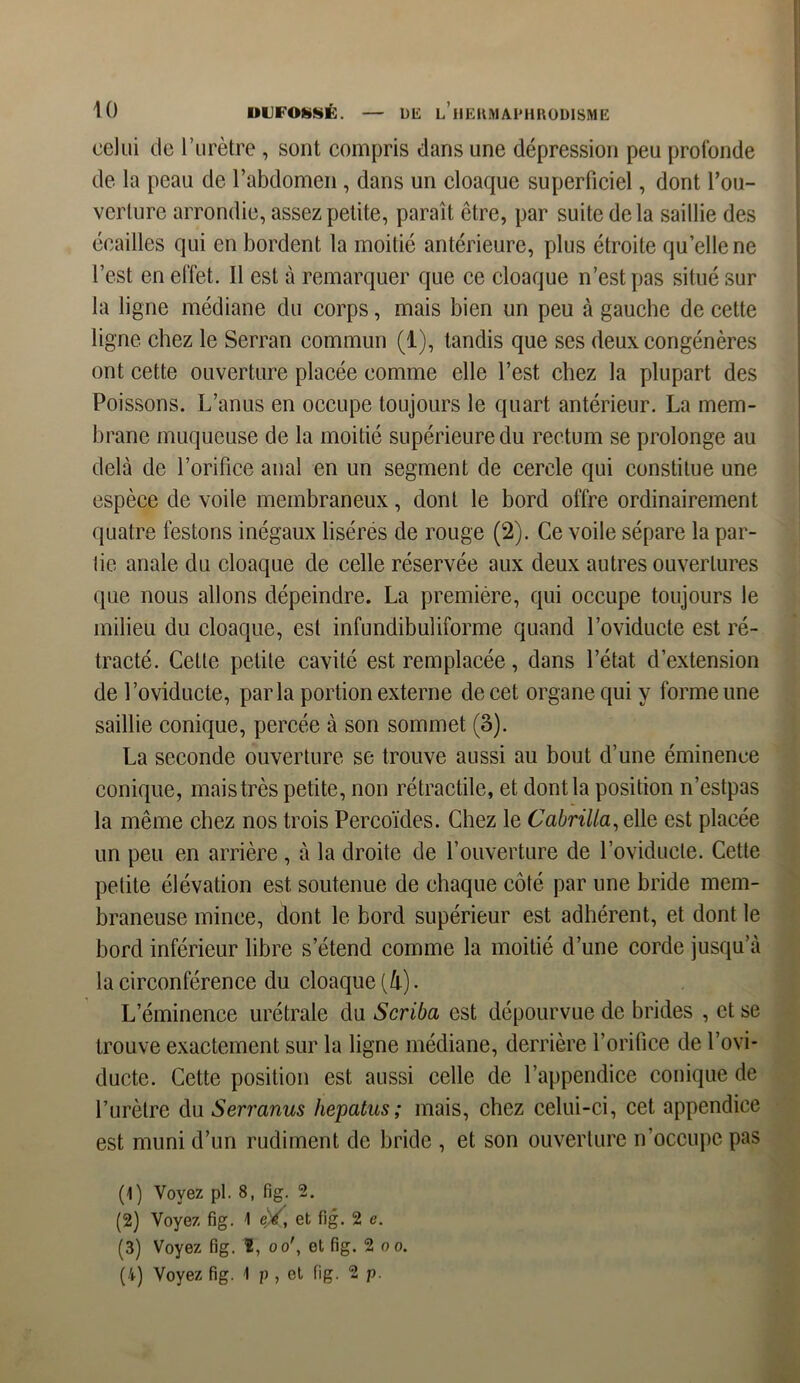 celui de l’urètre , sont compris dans une dépression peu profonde de la peau de l’abdomen , dans un cloaque superficiel, dont l'ou- verture arrondie, assez petite, paraît être, par suite delà saillie des écailles qui en bordent la moitié antérieure, plus étroite qu’ellene l’est en effet. Il est à remarquer que ce cloaque n’est pas situé sur la ligne médiane du corps, mais bien un peu à gauche de cette ligne chez le Serran commun (1), tandis que ses deux congénères ont cette ouverture placée comme elle l’est chez la plupart des Poissons. L’anus en occupe toujours le quart antérieur. La mem- brane muqueuse de la moitié supérieure du rectum se prolonge au delà de l’orifice anal en un segment de cercle qui constitue une espèce de voile membraneux, dont le bord offre ordinairement quatre festons inégaux lisérés de rouge (2). Ce voile sépare la par- tie anale du cloaque de celle réservée aux deux autres ouvertures que nous allons dépeindre. La première, qui occupe toujours le milieu du cloaque, est infundibuliforme quand l’oviducte est ré- tracté. Cette petite cavité est remplacée, dans l’état d’extension de l’oviducte, parla portion externe de cet organe qui y forme une saillie conique, percée à son sommet (3). La seconde ouverture se trouve aussi au bout d’une éminence conique, mais très petite, non rétractile, et dont la position n’estpas la même chez nos trois Percoïdes. Chez le Cabrilla, elle est placée un peu en arrière, à la droite de l’ouverture de l’oviducle. Cette petite élévation est soutenue de chaque côté par une bride mem- braneuse mince, dont le bord supérieur est adhérent, et dont le bord inférieur libre s’étend comme la moitié d’une corde jusqu’à la circonférence du cloaque {h). L’éminence urétrale du Scriba est dépourvue de brides , et se trouve exactement sur la ligne médiane, derrière l’orifice de l’ovi- ducte. Cette position est aussi celle de l’appendice conique de l’urètre du Serranus hepatus; mais, chez celui-ci, cet appendice est muni d’un rudiment de bride , et son ouverture n’occupe pas (1) Voyez pl. 8, fig. 2. (2) Voyez fig. \ eé, et fig. 2 e. (3) Voyez fig. ï, oo', et fig. 2 oo.