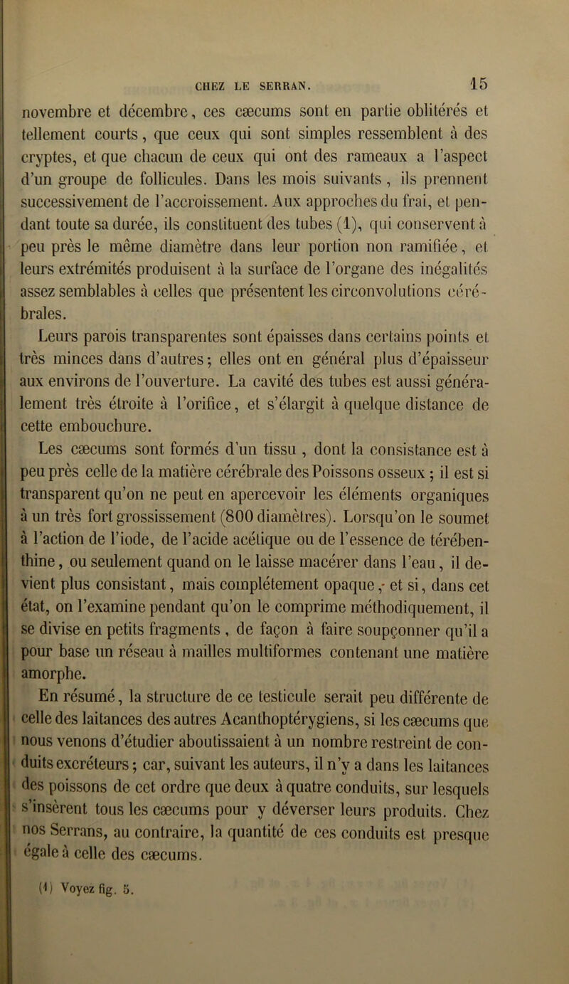 novembre et décembre, ces cæcums sont en partie oblitérés et tellement courts, que ceux qui sont simples ressemblent à des cryptes, et que chacun de ceux qui ont des rameaux a l’aspect d’un groupe de follicules. Dans les mois suivants, ils prennent successivement de l’accroissement. Aux approches du frai, et pen- dant toute sa durée, ils constituent des tubes (1), qui conservent à peu près le même diamètre dans leur portion non ramifiée, et leurs extrémités produisent à la surface de l’organe des inégalités assez semblables à celles que présentent les circonvolutions céré- brales. Leurs parois transparentes sont épaisses dans certains points et très minces dans d’autres ; elles ont en général plus d’épaisseur aux environs de l’ouverture. La cavité des tubes est aussi généra- lement très étroite à l’orifice, et s’élargit à quelque distance de cette embouchure. Les cæcums sont formés d’un tissu , dont la consistance est à peu près celle de la matière cérébrale des Poissons osseux ; il est si transparent qu’on ne peut en apercevoir les éléments organiques à un très fort grossissement (800 diamètres). Lorsqu’on le soumet à l’action de l’iode, de l’acide acétique ou de l’essence de térében- thine , ou seulement quand on le laisse macérer dans l’eau, il de- vient plus consistant, mais complètement opaque,- et si, dans cet état, on l’examine pendant qu’on le comprime méthodiquement, il se divise en petits fragments , de façon à faire soupçonner qu’il a pour base un réseau à mailles multiformes contenant une matière amorphe. En résumé, la structure de ce testicule serait peu différente de celle des laitances des autres Acanthoptérygiens, si les cæcums que nous venons d’étudier aboutissaient à un nombre restreint de con- duits excréteurs ; car, suivant les auteurs, il n’v a dans les laitances des poissons de cet ordre que deux à quatre conduits, sur lesquels s’insèrent tous les cæcums pour y déverser leurs produits. Chez nos Serrans, au contraire, la quantité de ces conduits est presque égale à celle des cæcums.