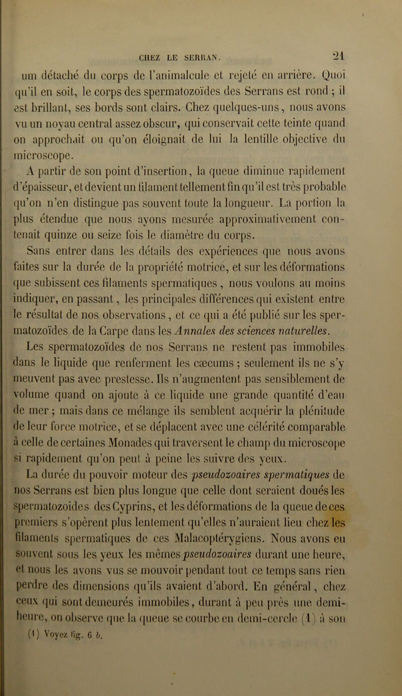 um détaché du corps de l’animalcule et rejeté en arrière. Quoi qu’il en soit, le corps des spermatozoïdes des Serrans est rond ; il est. brillant, ses bords sont clairs. Chez quelques-uns, nous avons vu un noyau central assez obscur, qui conservait cette teinte quand on approchait ou qu’on éloignait de lui la lentille objective du microscope. A partir de son point d’insertion, la queue diminue rapidement d’épaisseur, et devient un blâment tellement fin qu’il est très probable qu’on n’en distingue pas souvent toute la longueur. La portion la plus étendue que nous ayons mesurée approximativement con- tenait quinze ou seize fois le diamètre du corps. Sans entrer dans les détails des expériences que nous avons faites sur la durée de la propriété motrice, et sur les déformations que subissent ces filaments spermatiques , nous voulons au moins indiquer, en passant, les principales différences qui existent entre le résultat de nos observations, et ce qui a été publié sur les sper- matozoïdes de la Carpe dans les Annales des sciences naturelles. Les spermatozoïdes de nos Serrans ne restent pas immobiles dans le liquide que renferment les cæcums ; seulement ils ne s’y meuvent pas avec prestesse. Ils n’augmentent, pas sensiblement de volume quand on ajoute à ce liquide une grande quantité d’eau de mer ; mais dans ce mélange ils semblent acquérir la plénitude de leur force motrice, et se déplacent avec une célérité comparable à celle de certaines Monades qui traversent le champ du microscope si rapidement qu’on peut à peine les suivre des yeux. La durée du pouvoir moteur des pseudozoaires spermatiques de nos Serrans est bien plus longue que celle dont seraient doués les spermatozoïdes des Cyprins, et les déformations de la queue deces premiers s’opèrent plus lentement qu’elles n’auraient lieu chez les filaments spermatiques de ces Malacoptérygiens. Nous avons eu souvent sous les yeux les mêmes pseudozoaires durant une heure, et nous les avons vus se mouvoir pendant tout ce temps sans rien perdre des dimensions qu’ils avaient d’abord. En général, chez ceux qui sont demeurés immobiles, durant à peu près une demi- heure, on observe que la queue se courbe en demi-cercle (1) à son