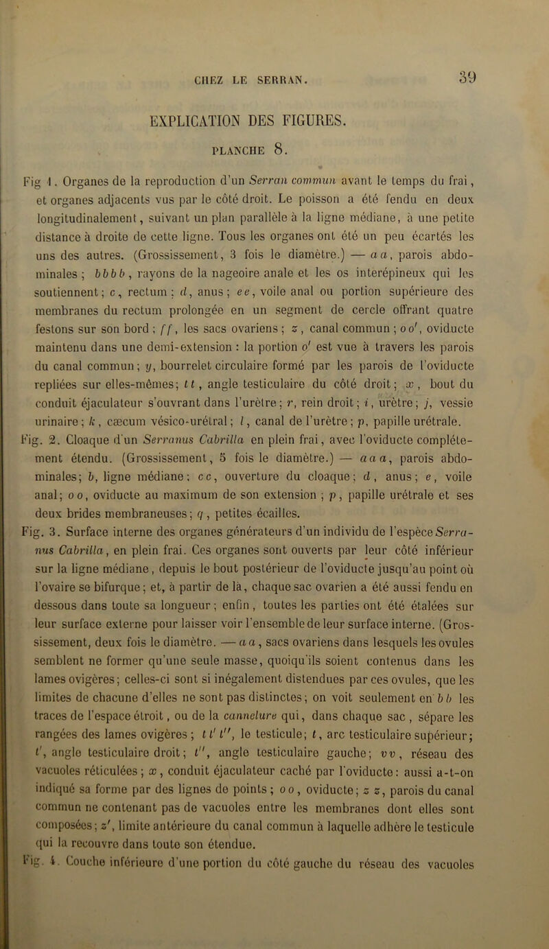 EXPLICATION DES FIGURES. PLANCHE 8. « Fig I. Organes de la reproduction d’un Serran commun avant le temps du frai, et organes adjacents vus par le côté droit. Le poisson a été fendu en deux longitudinalement, suivant un plan parallèle à la ligne médiane, à une petite distance à droite de cette ligne. Tous les organes ont été un peu écartés les uns des autres. (Grossissement, 3 fois le diamètre.) — aa, parois abdo- minales ; bbbb, rayons de la nageoire anale et les os interépineux qui les soutiennent; c, rectum; d, anus; ee, voile anal ou portion supérieure des membranes du rectum prolongée en un segment de cercle offrant quatre festons sur son bord les sacs ovariens ; s, canal commun ; oo', oviducte maintenu dans une demi-extension : la portion o' est vue à travers les parois du canal commun; y, bourrelet circulaire formé par les parois de l’oviducte repliées sur elles-mêmes; tt, angle testiculaire du côté droit; x , bout du conduit éjaculateur s’ouvrant dans l’urètre; r, rein droit; i, urètre; j, vessie urinaire; k, cæcum vésico-urélral ; /, canal de l’urètre; p, papille urétrale. Fig. 2. Cloaque d'un Serranus Cabrilla en plein frai, avec l’oviducte complète- ment étendu. (Grossissement, 5 fois le diamètre.) — (i«a, parois abdo- minales; b, ligne médiane; cc, ouverture du cloaque; d, anus; e, voile anal; oo, oviducte au maximum de son extension ; p, papille urétrale et ses deux brides membraneuses; q , petites écailles. Fig. 3. Surface interne des organes générateurs d’un individu de l’espèce Serra- nus Cabrilla, en plein frai. Ces organes sont ouverts par leur côté inférieur sur la ligne médiane, depuis le bout postérieur de l’oviducte jusqu’au point où l’ovaire se bifurque ; et, à partir de la, chaque sac ovarien a été aussi fendu on dessous dans toute sa longueur ; enfin , toutes les parties ont été étalées sur leur surface externe pour laisser voir l’ensemble de leur surface interne. (Gros- sissement, deux fois le diamètre. —aa, sacs ovariens dans lesquels les ovules semblent ne former qu’une seule masse, quoiqu'ils soient contenus dans les lames ovigères; celles-ci sont si inégalement distendues par ces ovules, que les limites de chacune d’elles ne sont pas distinctes; on voit seulement en b b les traces de l’espace étroit, ou de la cannelure qui, dans chaque sac , sépare les rangées des lames ovigères ; 11'l, le testicule; t, arc testiculaire supérieur; F, angle testiculaire droit ; l, angle testiculaire gauche; vv, réseau des vacuoles réticulées ; x , conduit éjaculateur caché par l'oviducte: aussi a-t-on indiqué sa forme par des lignes de points ; o o , oviducte; s s, parois du canal commun ne contenant pas de vacuoles entre les membranes dont elles sont composées; s', limite antérieure du canal commun à laquelle adhère le testicule qui la reeouvro dans touto son étendue. Fig. 4. Couche inférieure d’une portion du côté gauche du réseau des vacuoles